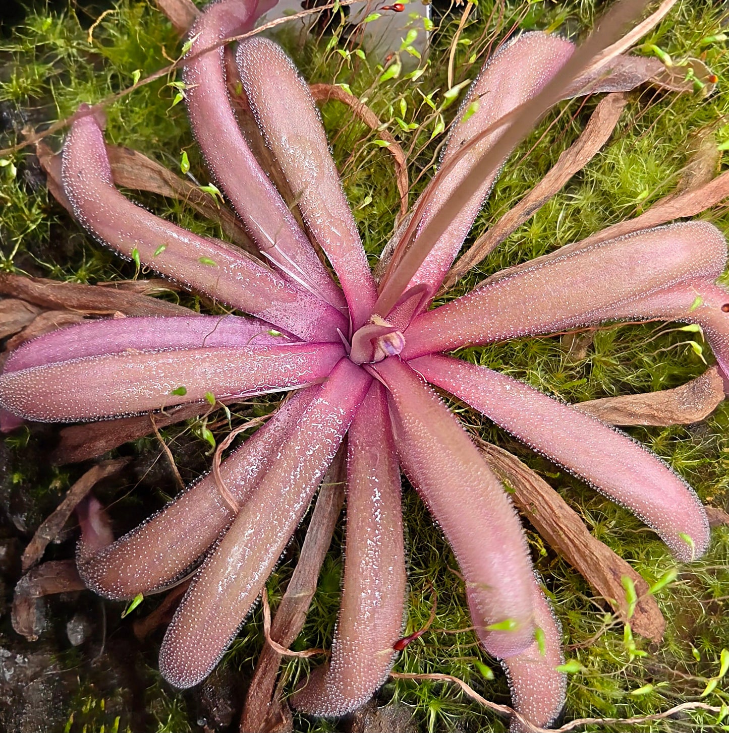 Pinguicula 'Down Under'