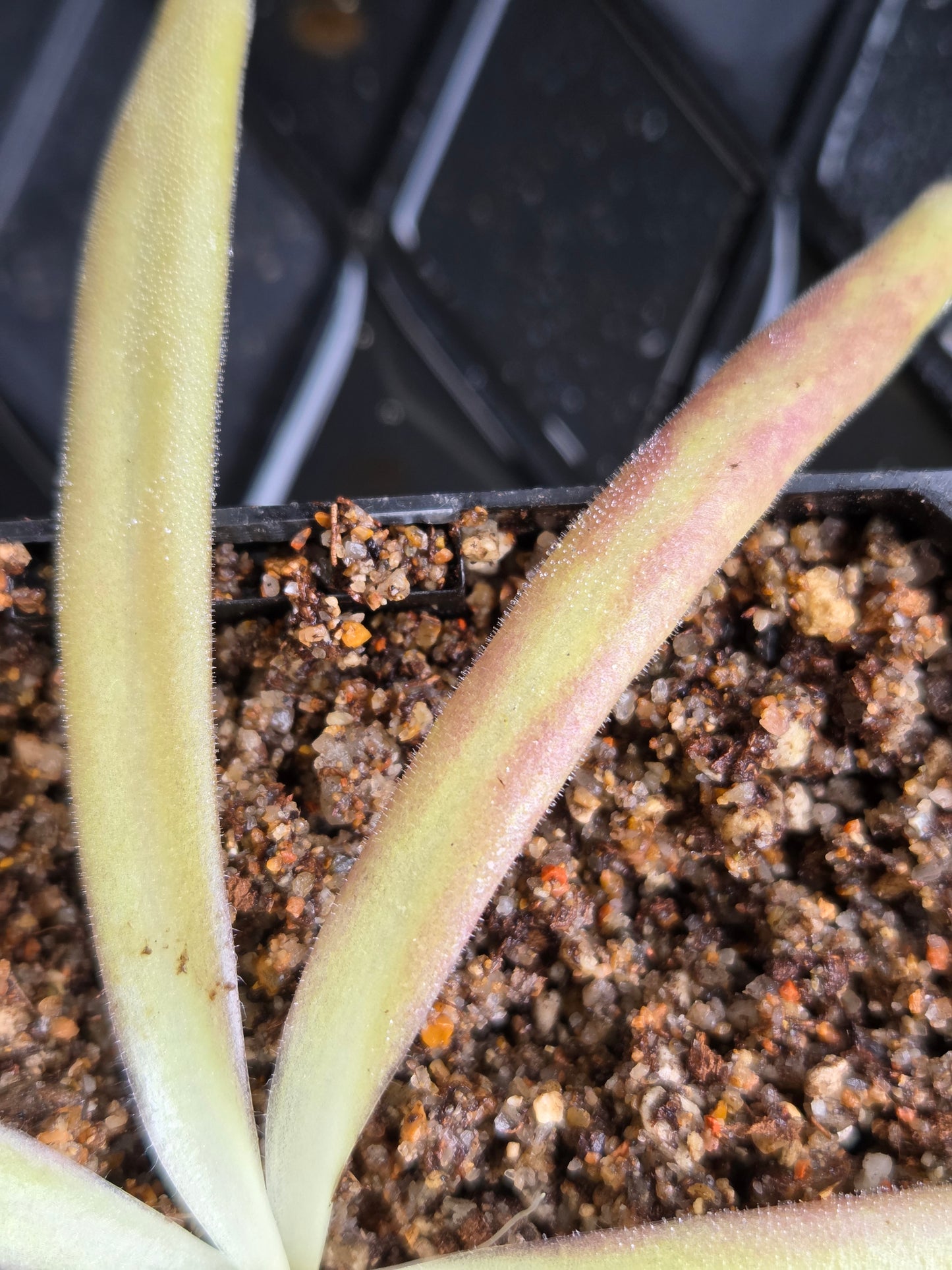 Pinguicula 'Aphrodite' (Small)
