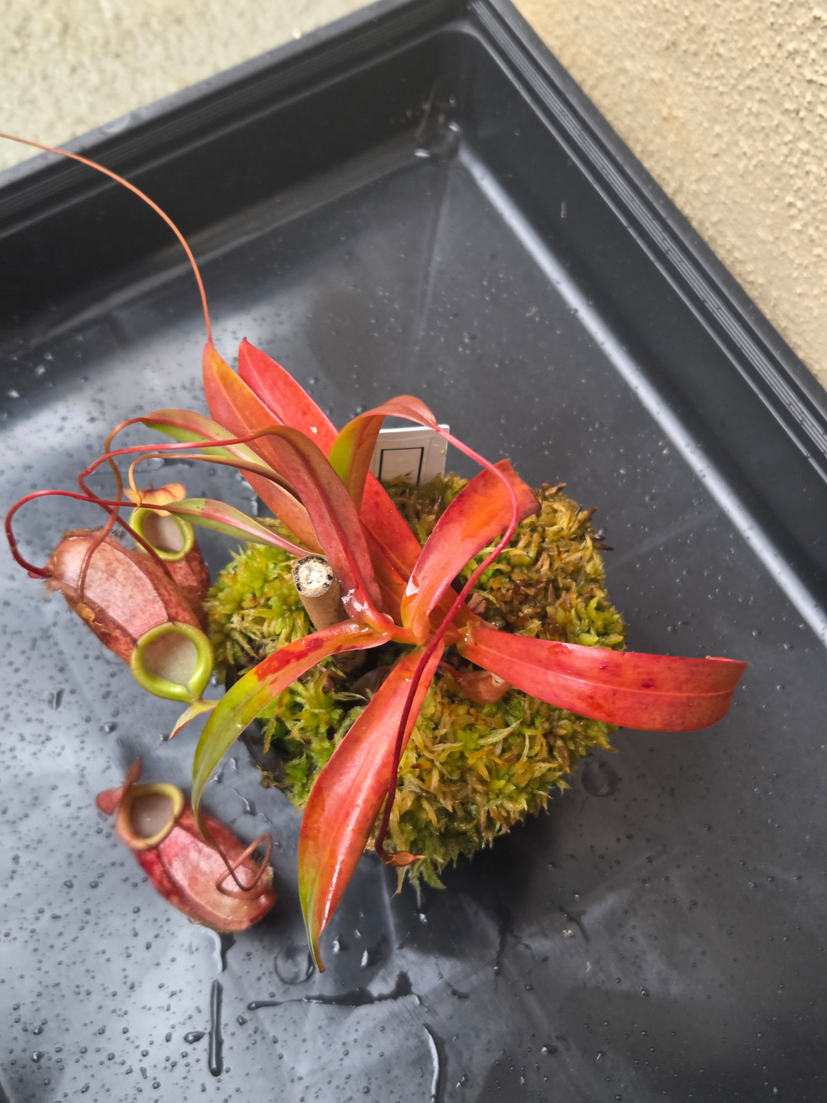 Nepenthes bellii