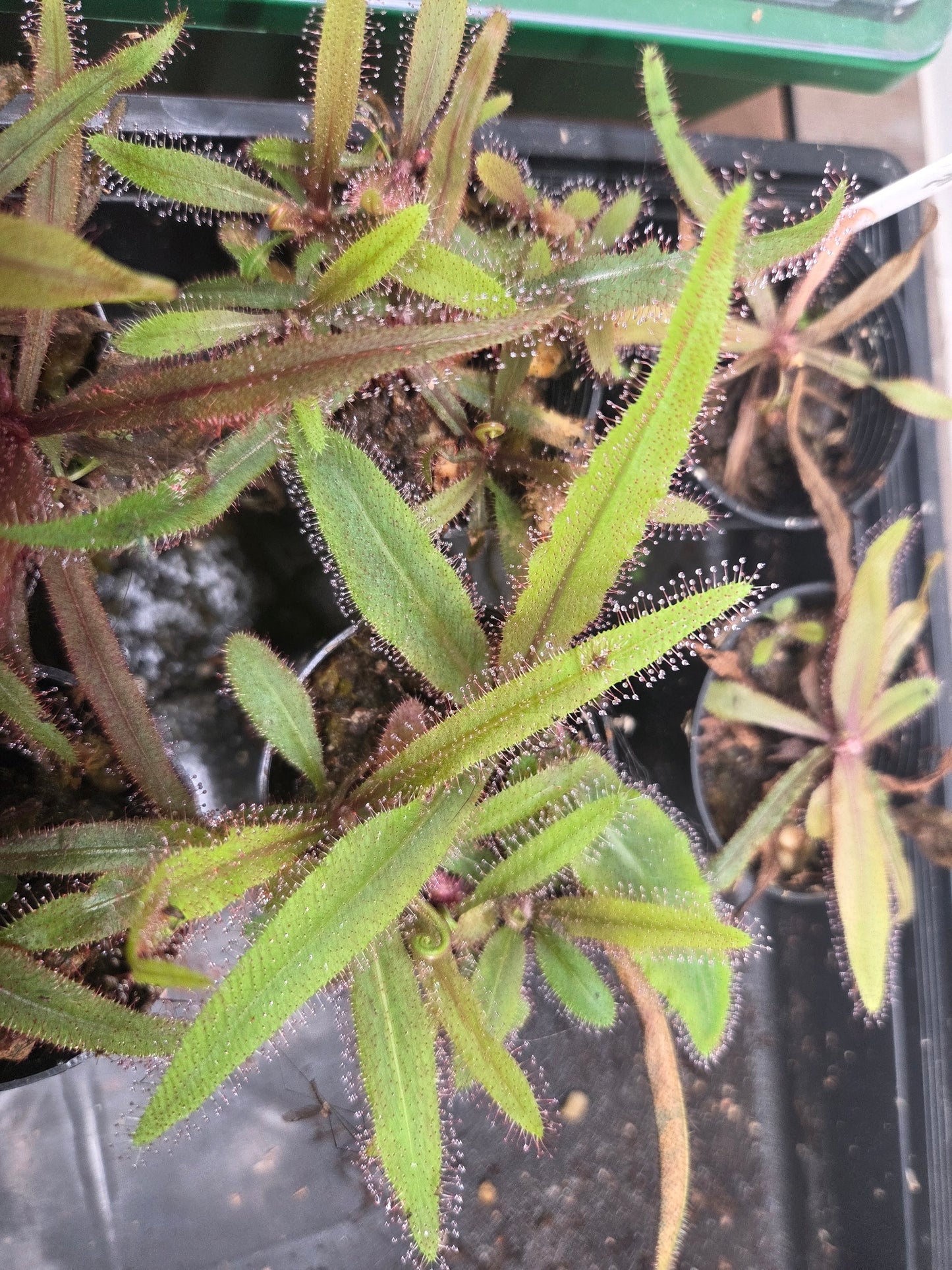 Drosera adelae