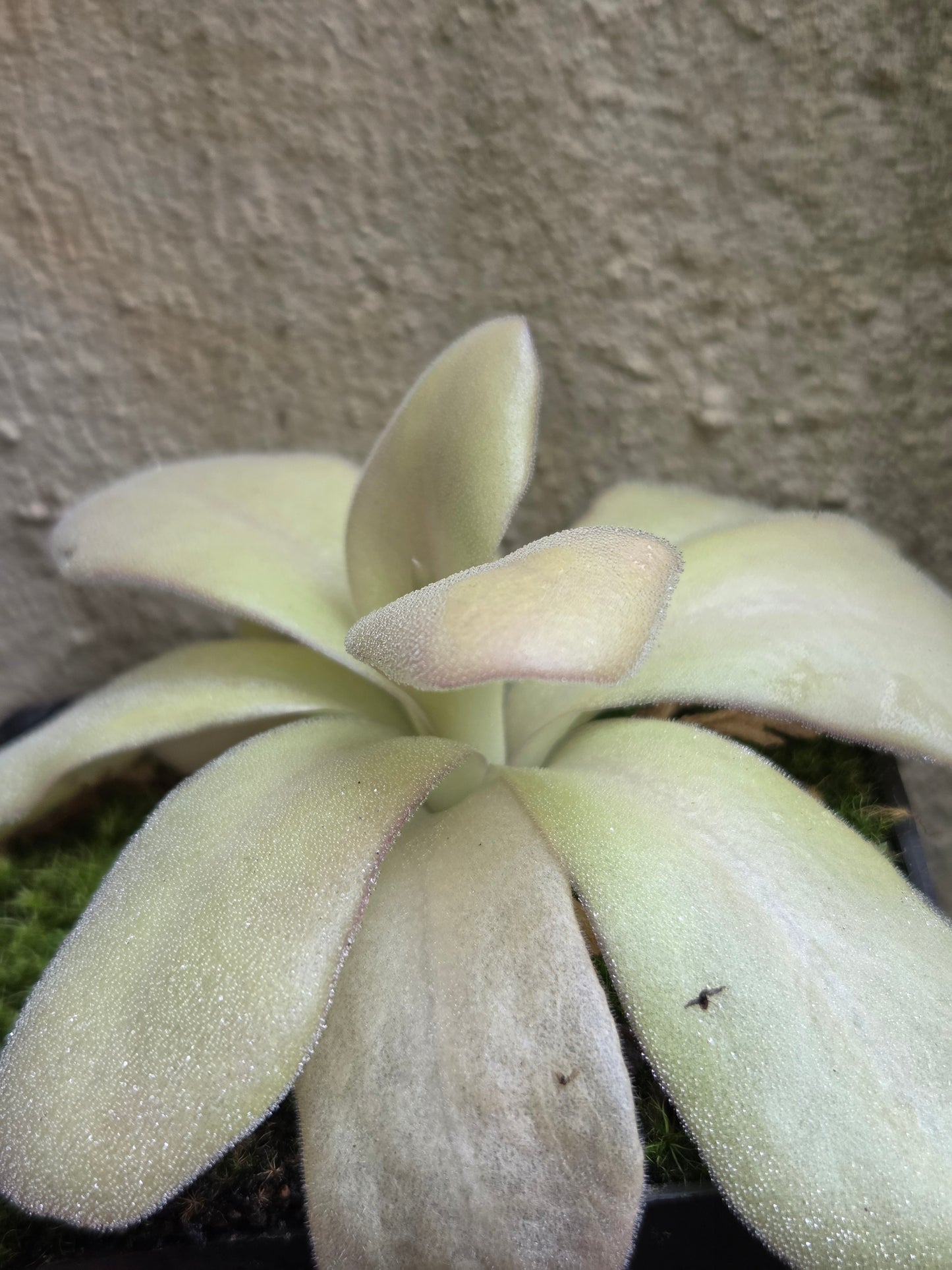 Pinguicula gigantea (Small)