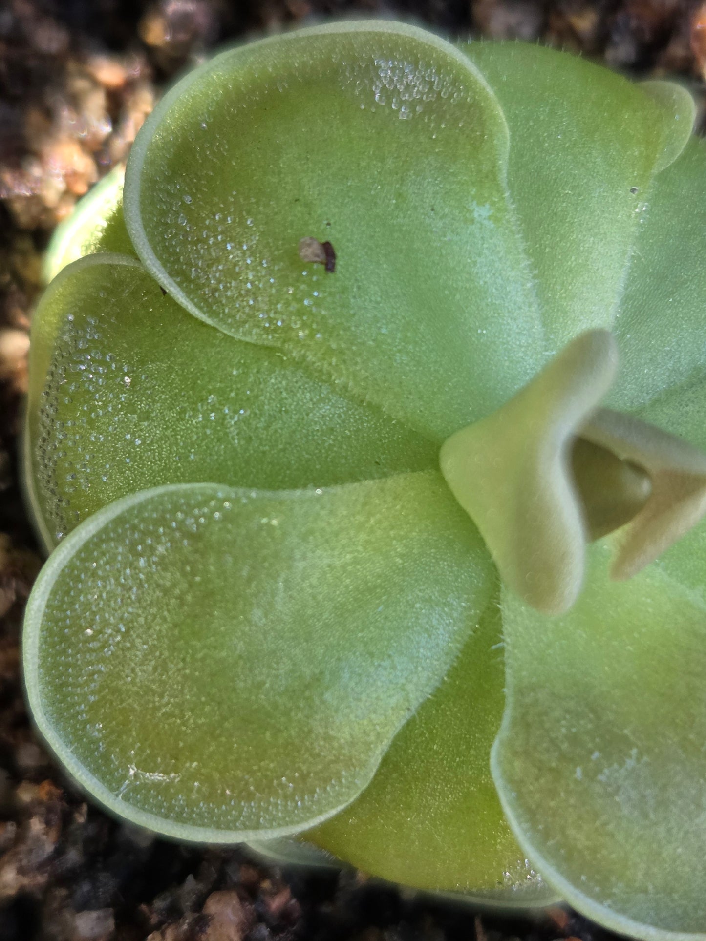 Pinguicula ehlersiae (Small)