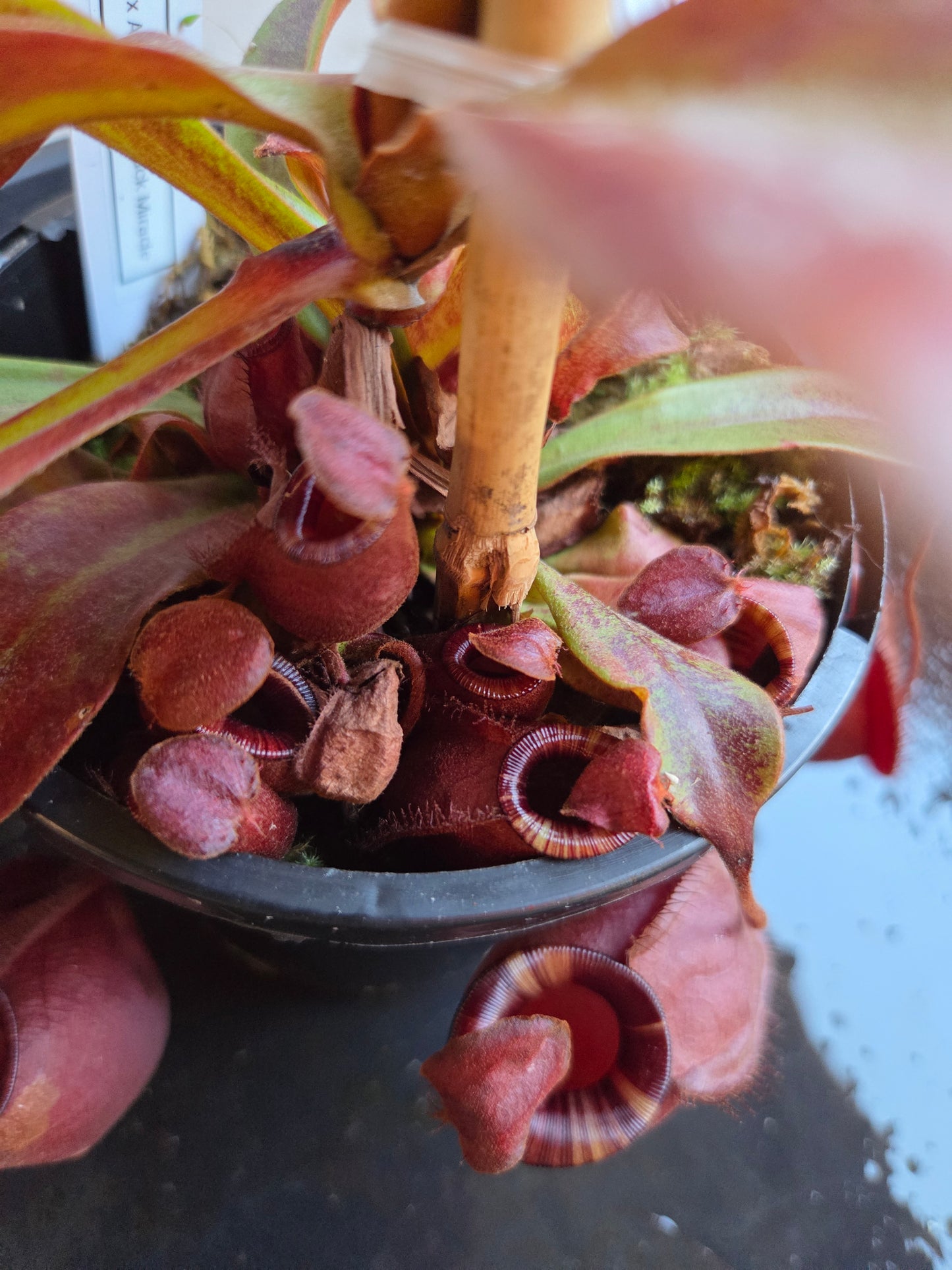Nepenthes viking x ampullaria 'Black Miracle'
