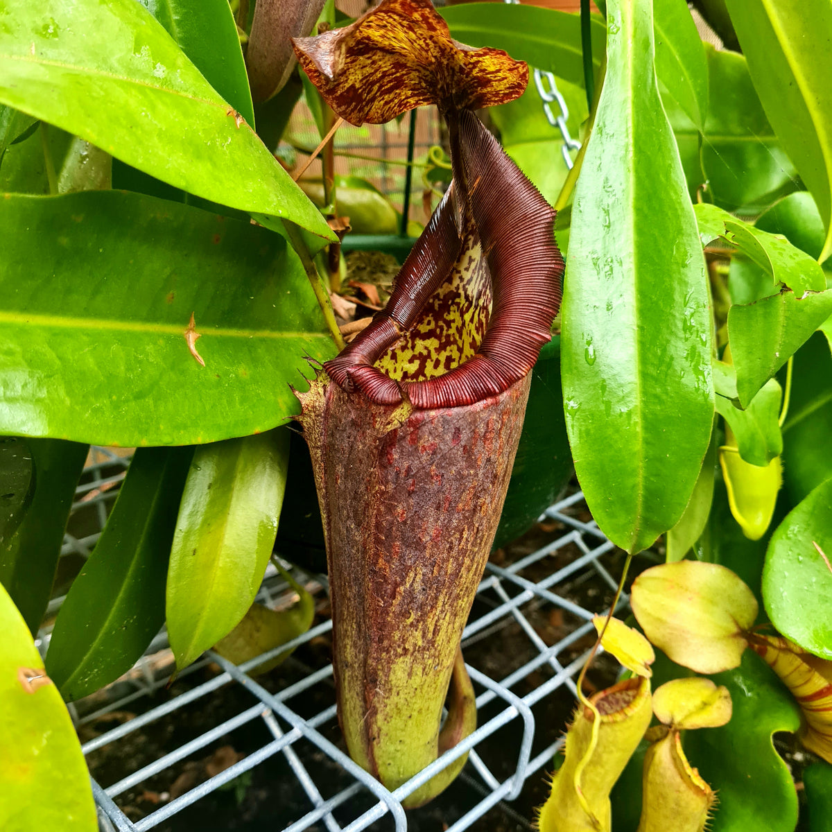 Nepenthes (izumiae x veitchii) x maxima wavy