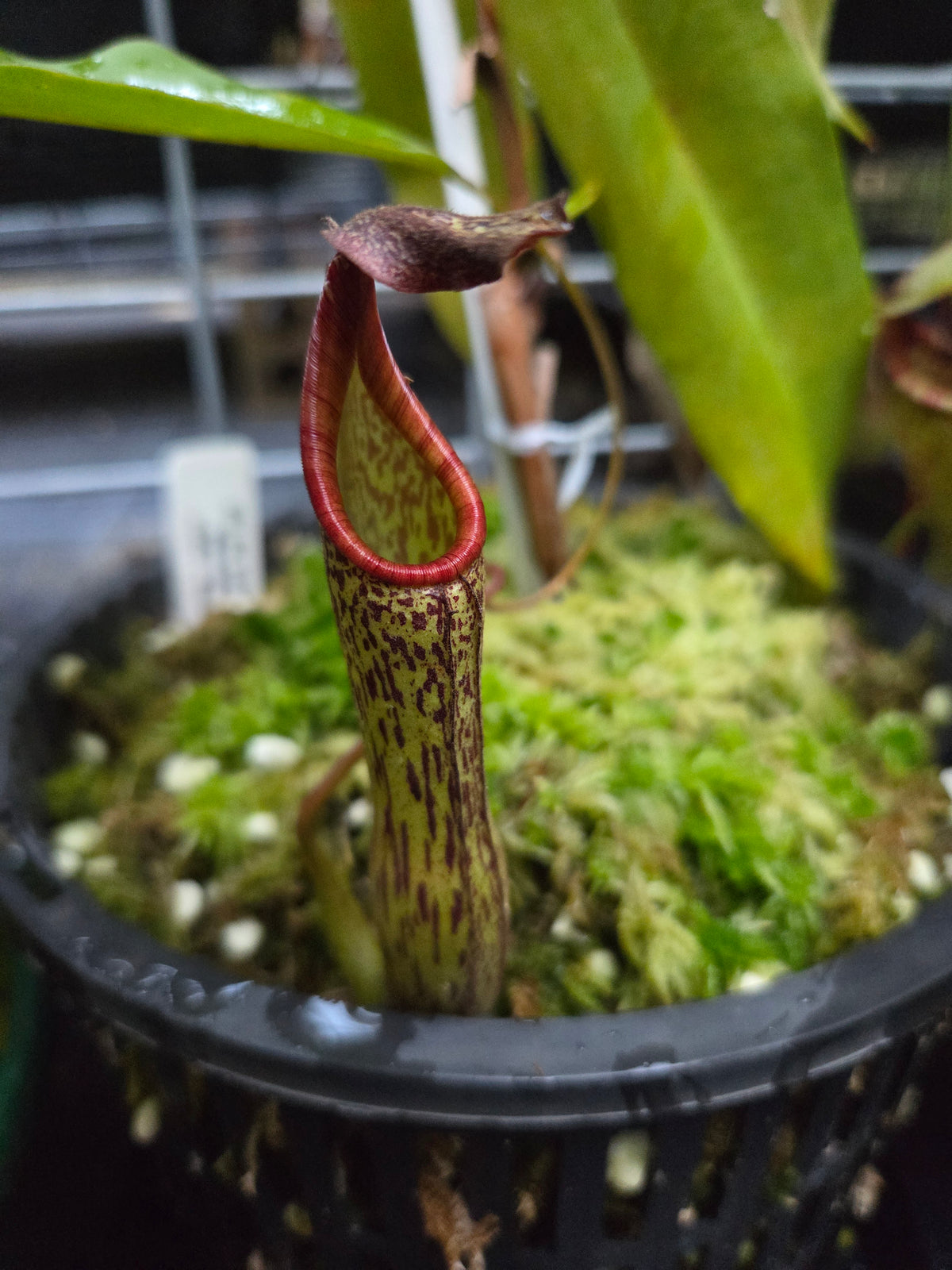 Nepenthes zakriana
