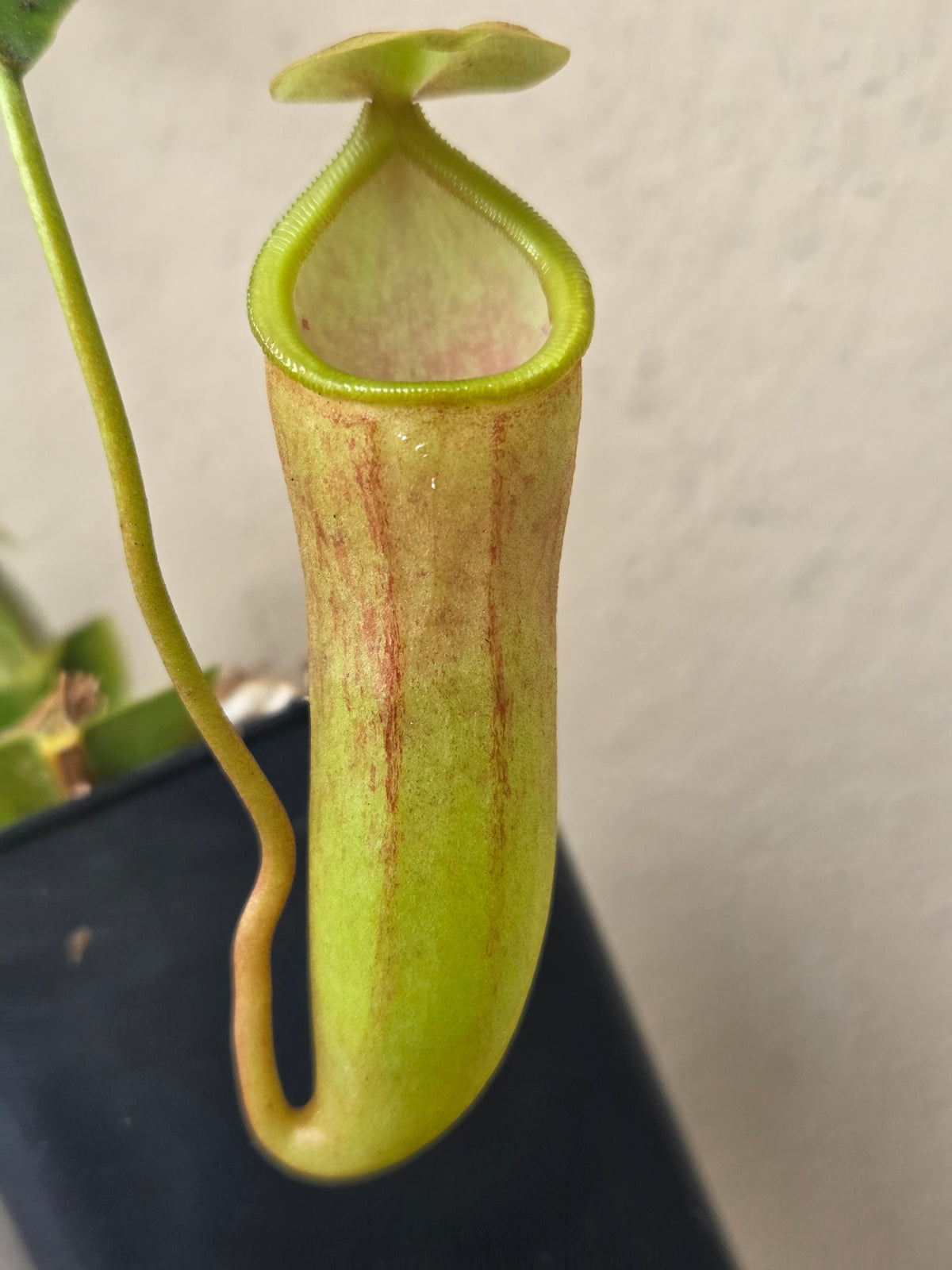 Nepenthes campanulata x ventricosa