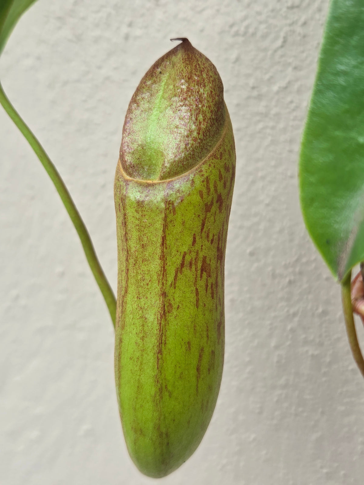 Nepenthes campanulata x ventricosa