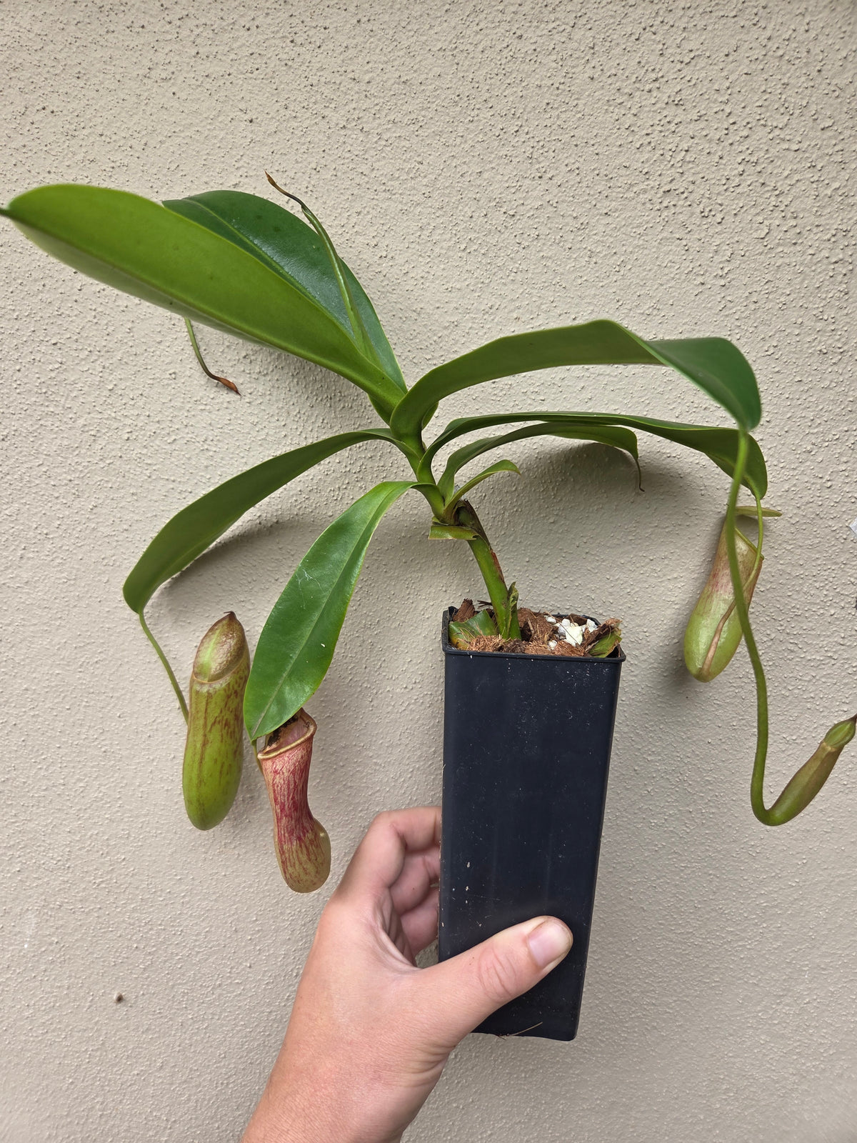 Nepenthes campanulata x ventricosa