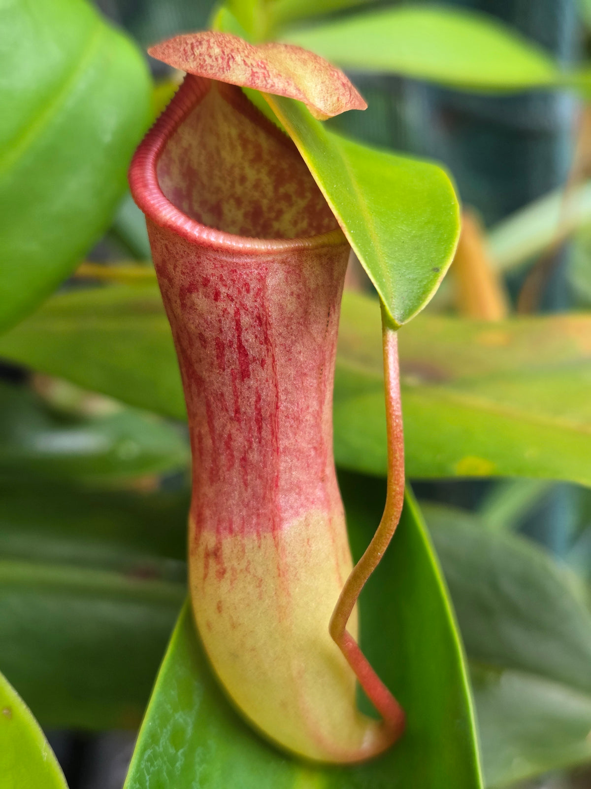 Nepenthes campanulata x ventricosa