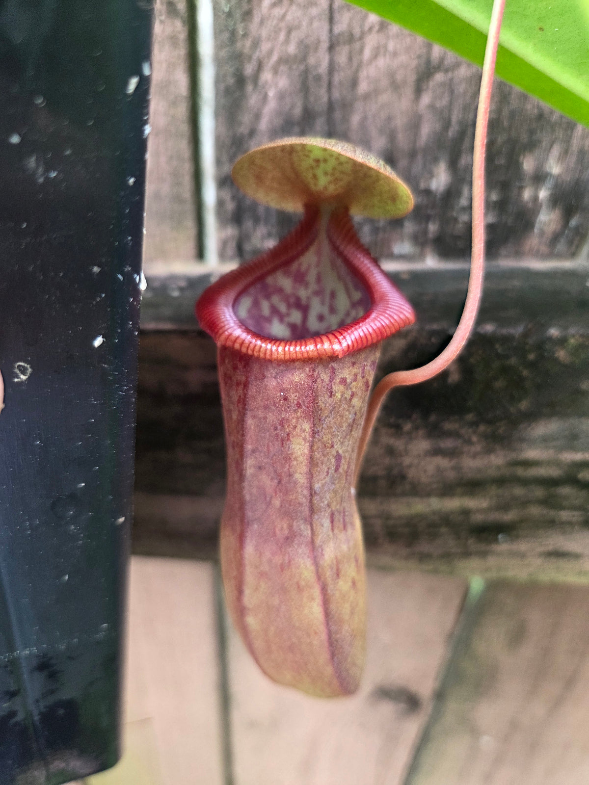 Nepenthes izumiae x ventricosa