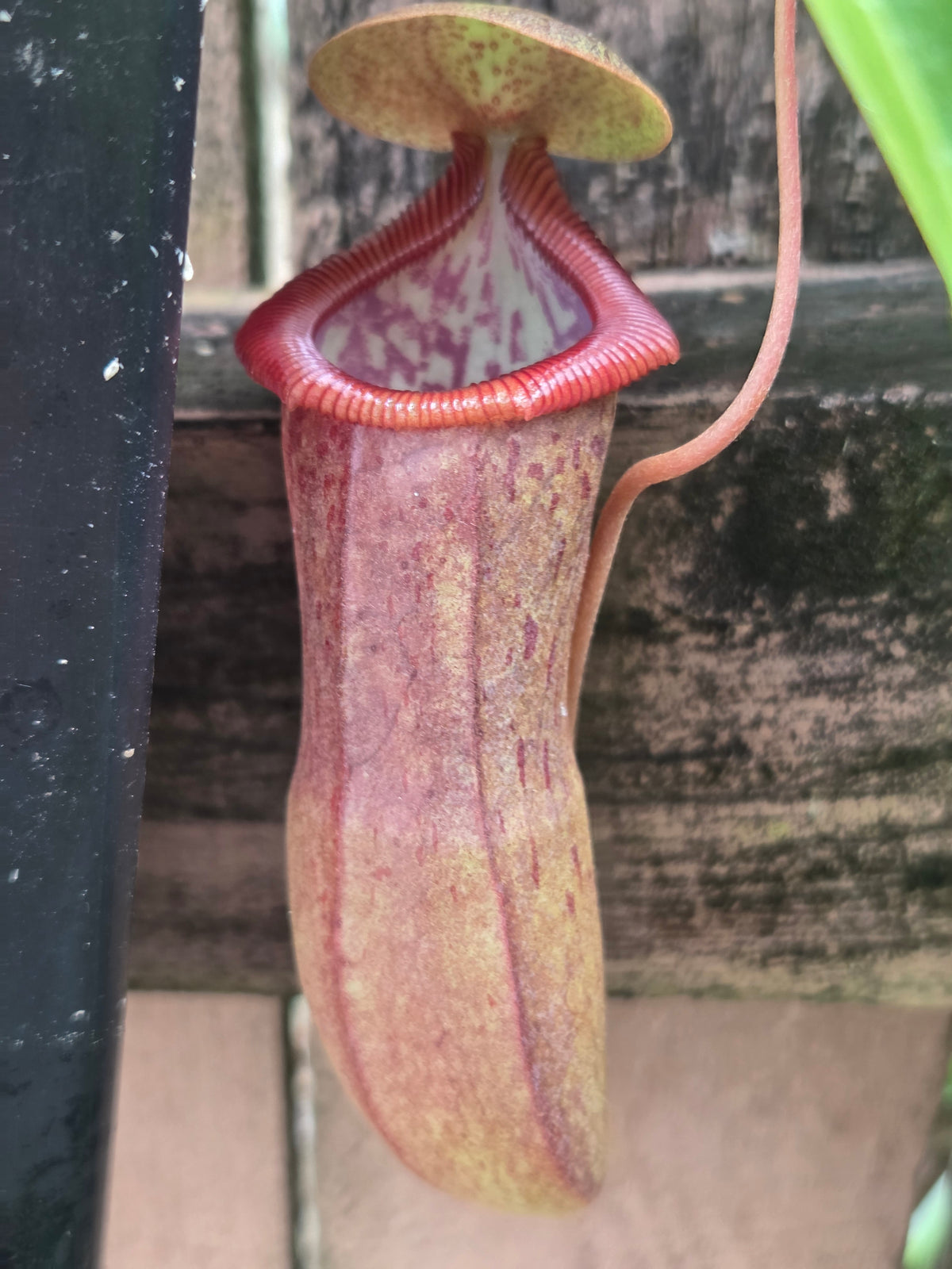 Nepenthes izumiae x ventricosa