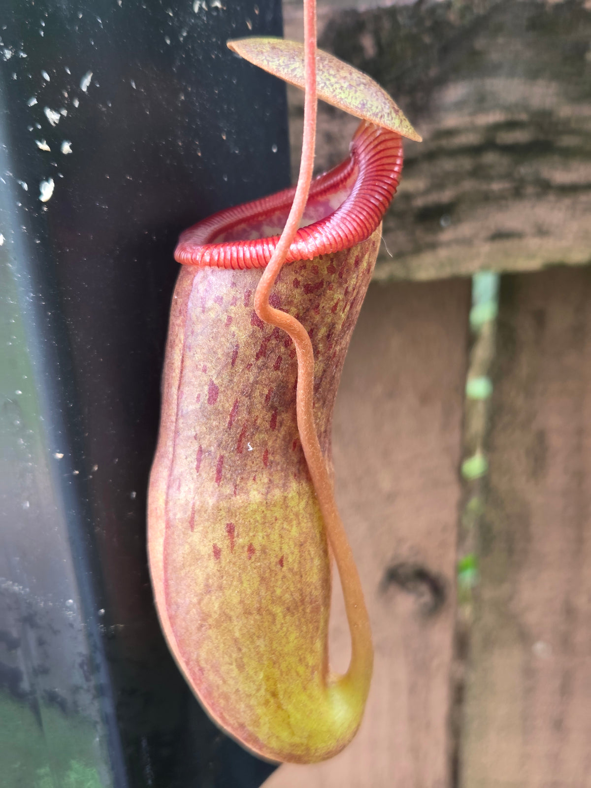 Nepenthes izumiae x ventricosa