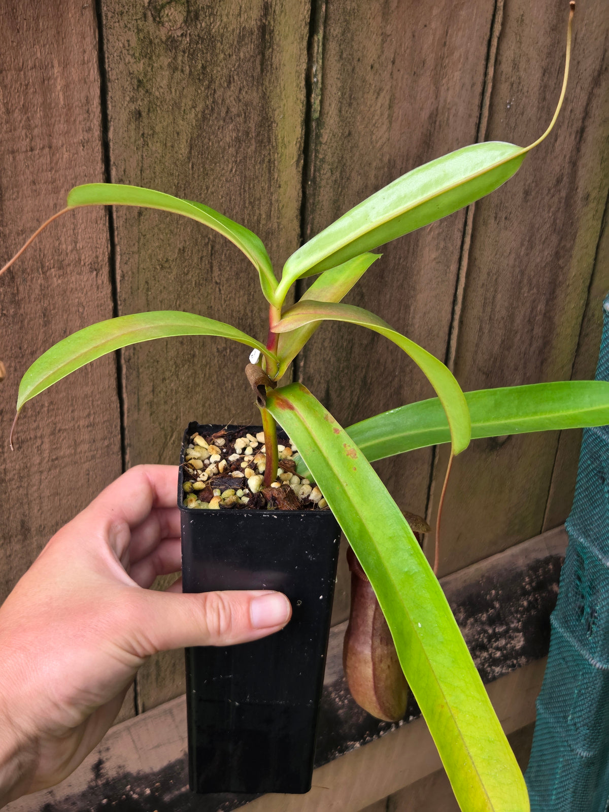 Nepenthes izumiae x ventricosa