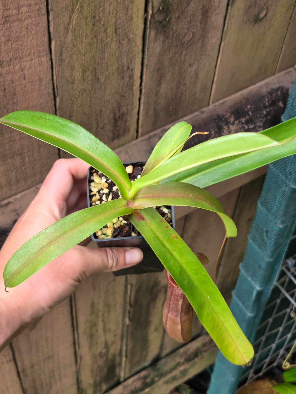 Nepenthes izumiae x ventricosa