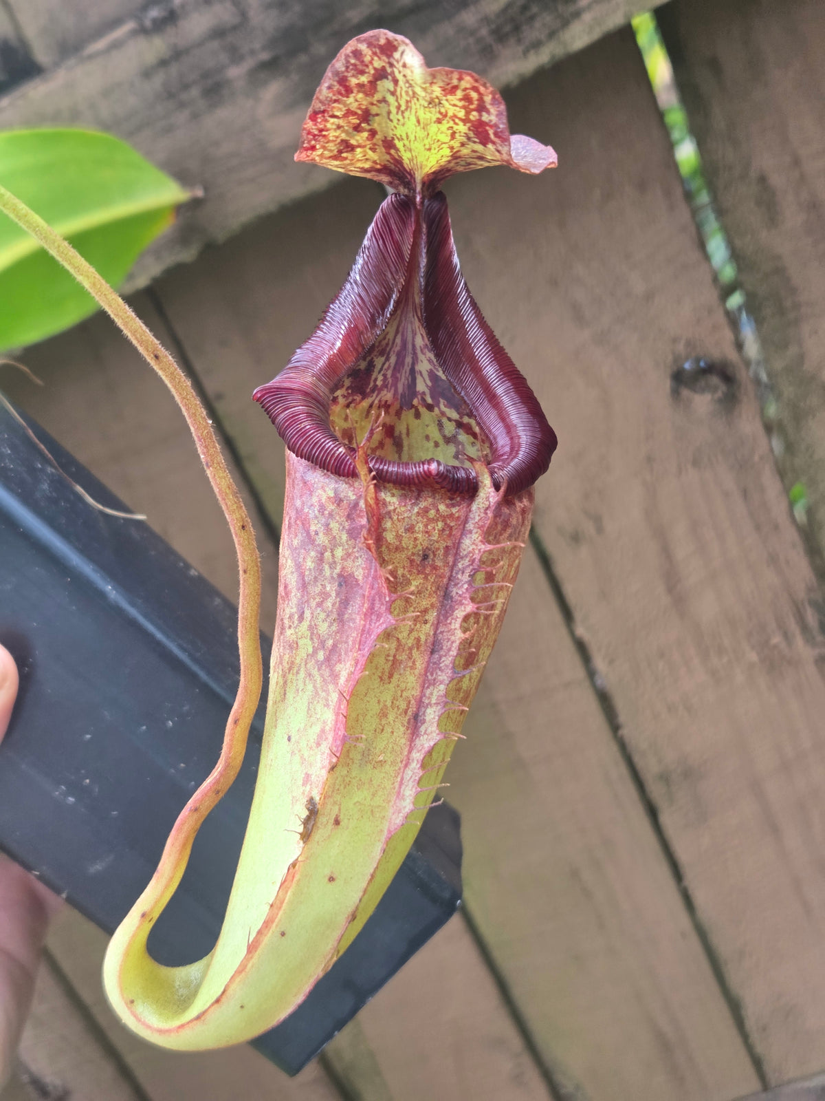 Nepenthes (izumiae x veitchii) x maxima wavy