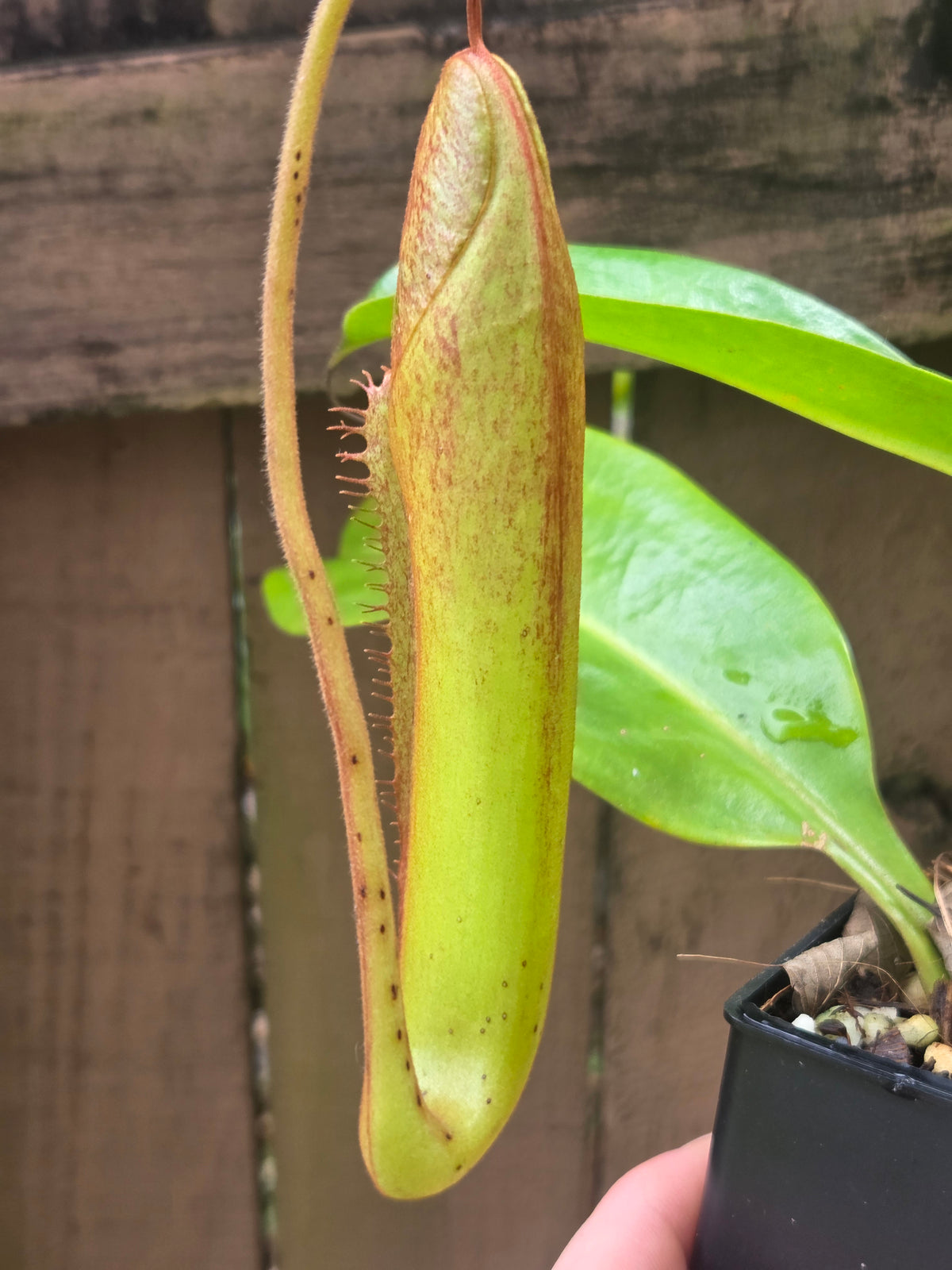 Nepenthes (izumiae x veitchii) x maxima wavy