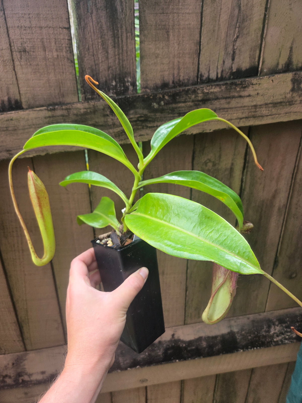 Nepenthes (izumiae x veitchii) x maxima wavy