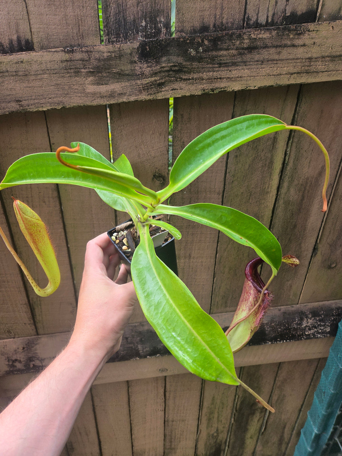 Nepenthes (izumiae x veitchii) x maxima wavy