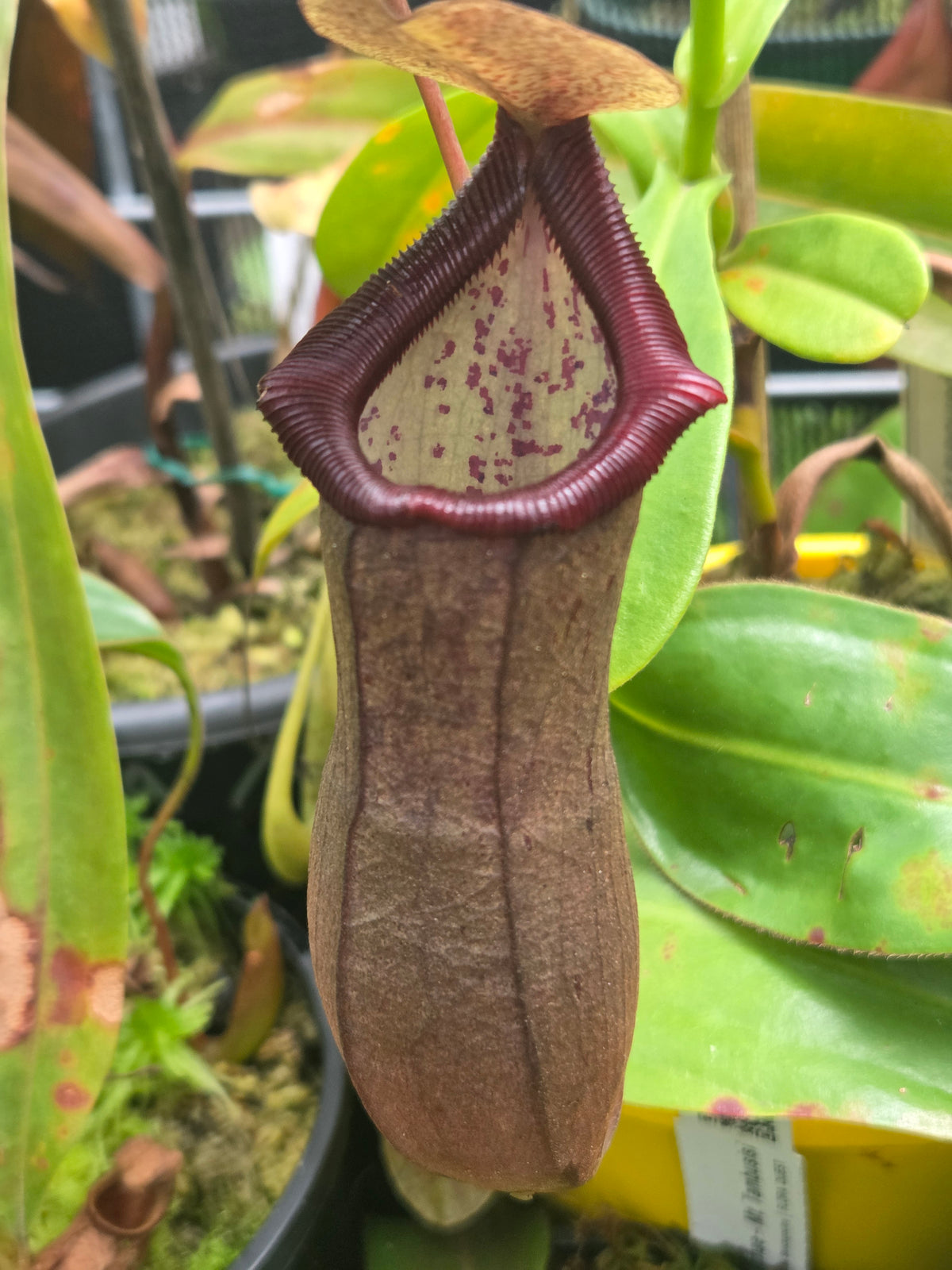 Nepenthes izumiae x ventricosa