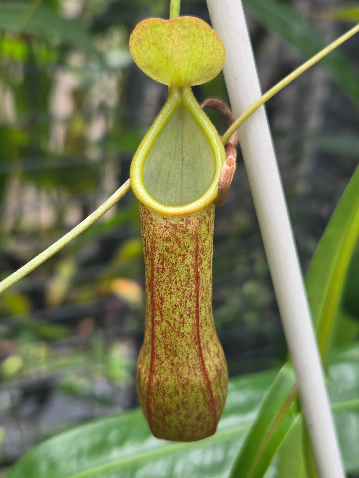 Nepenthes tobaica x gracilis