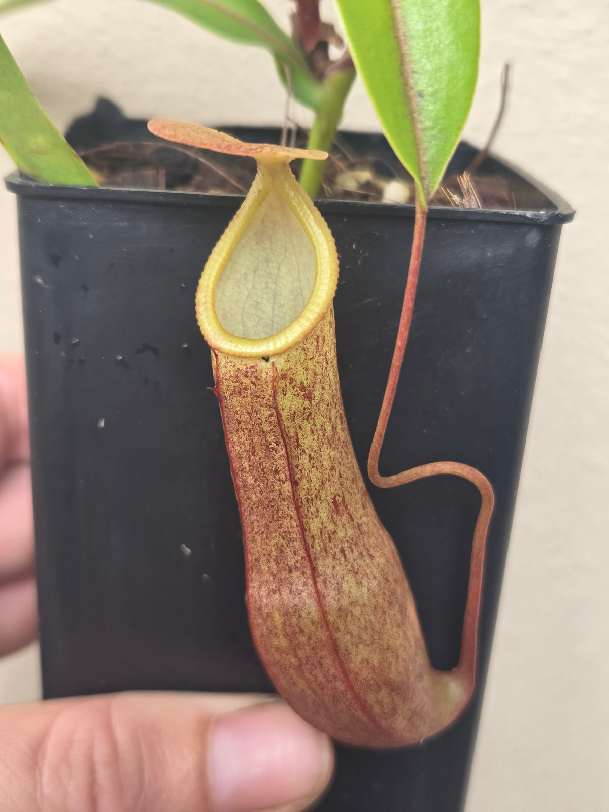 Nepenthes tobaica x gracilis