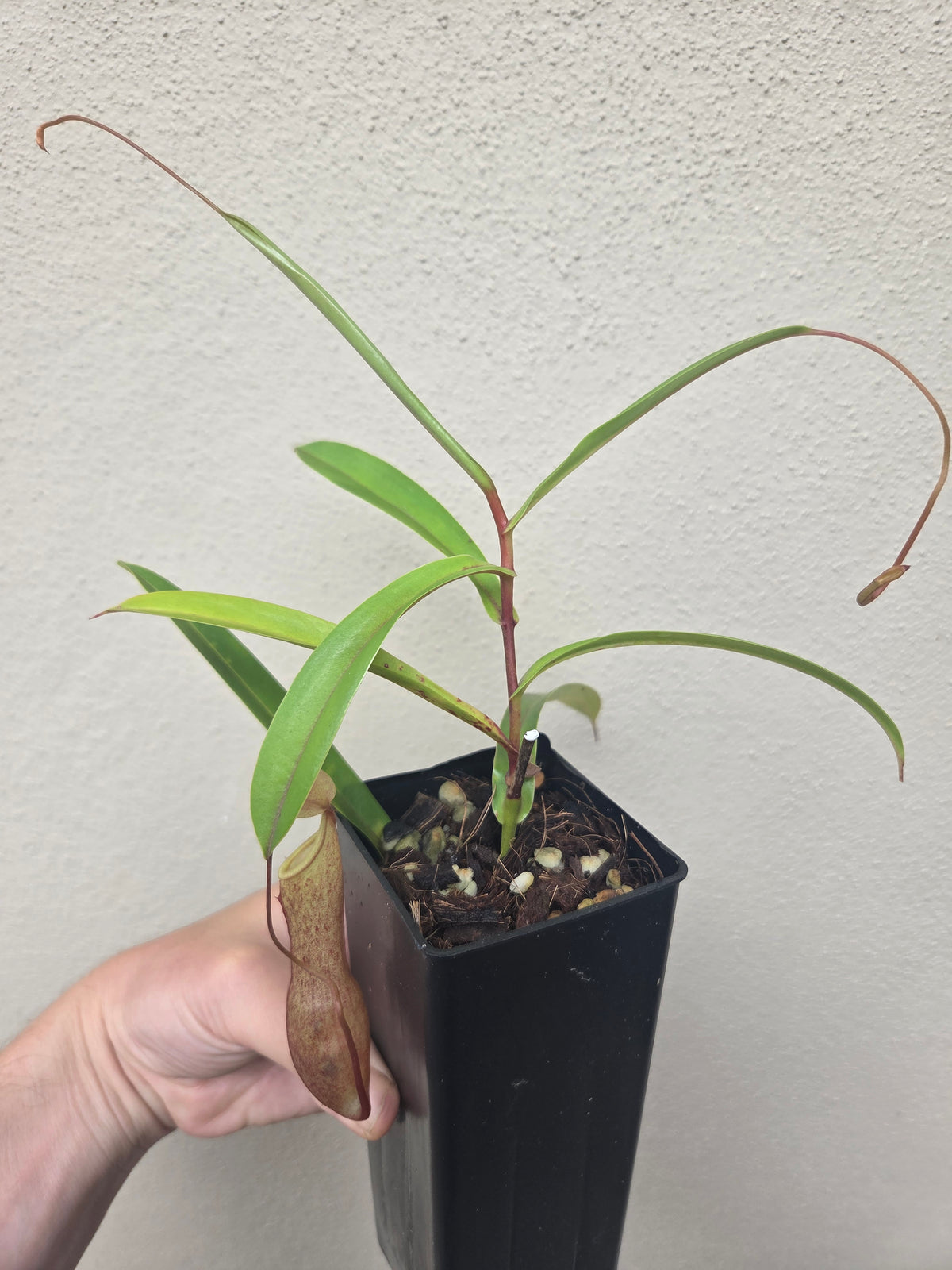 Nepenthes tobaica x gracilis
