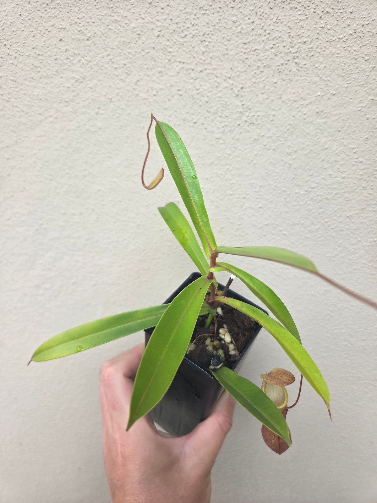 Nepenthes tobaica x gracilis