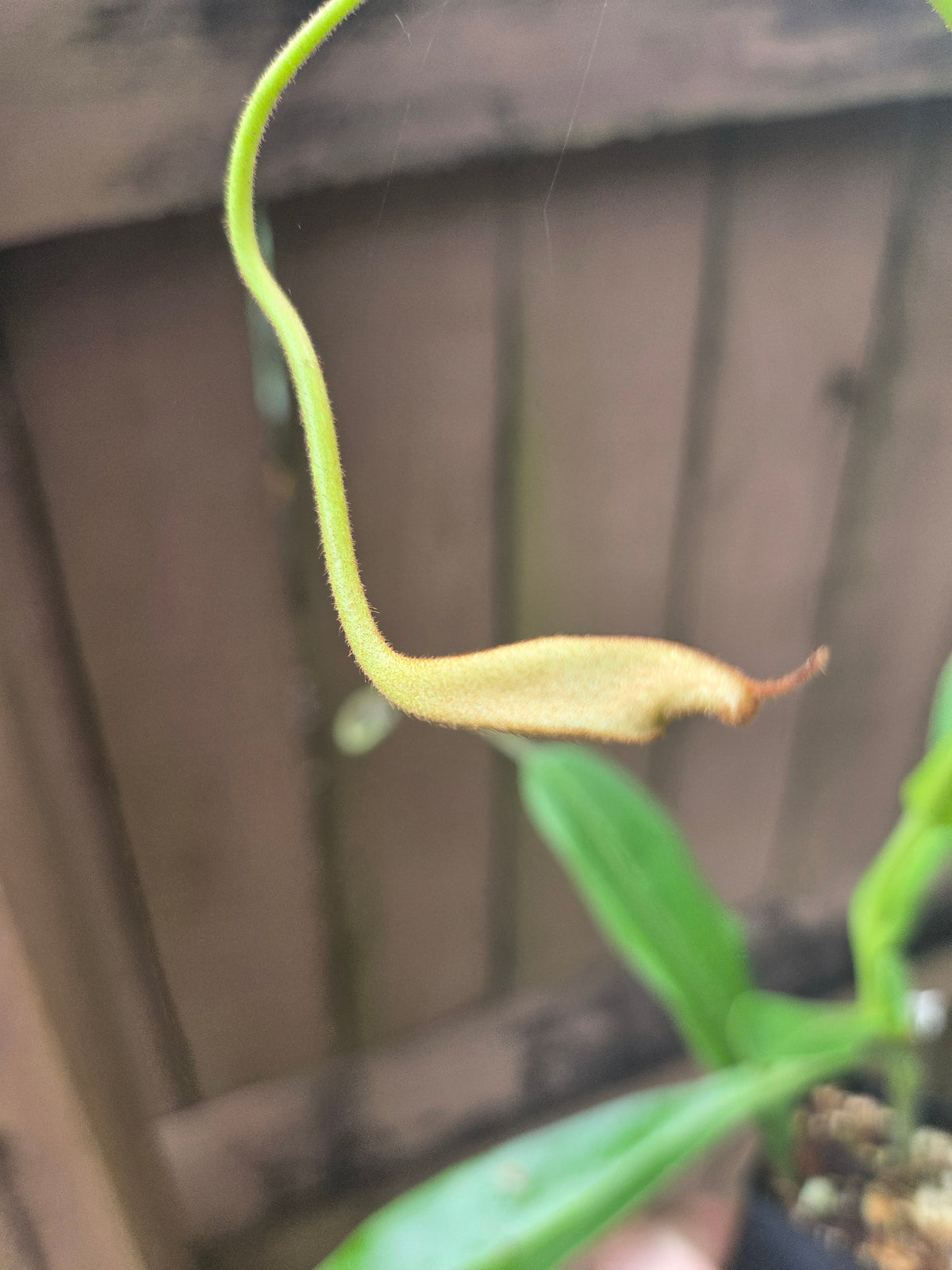 Nepenthes zakriana