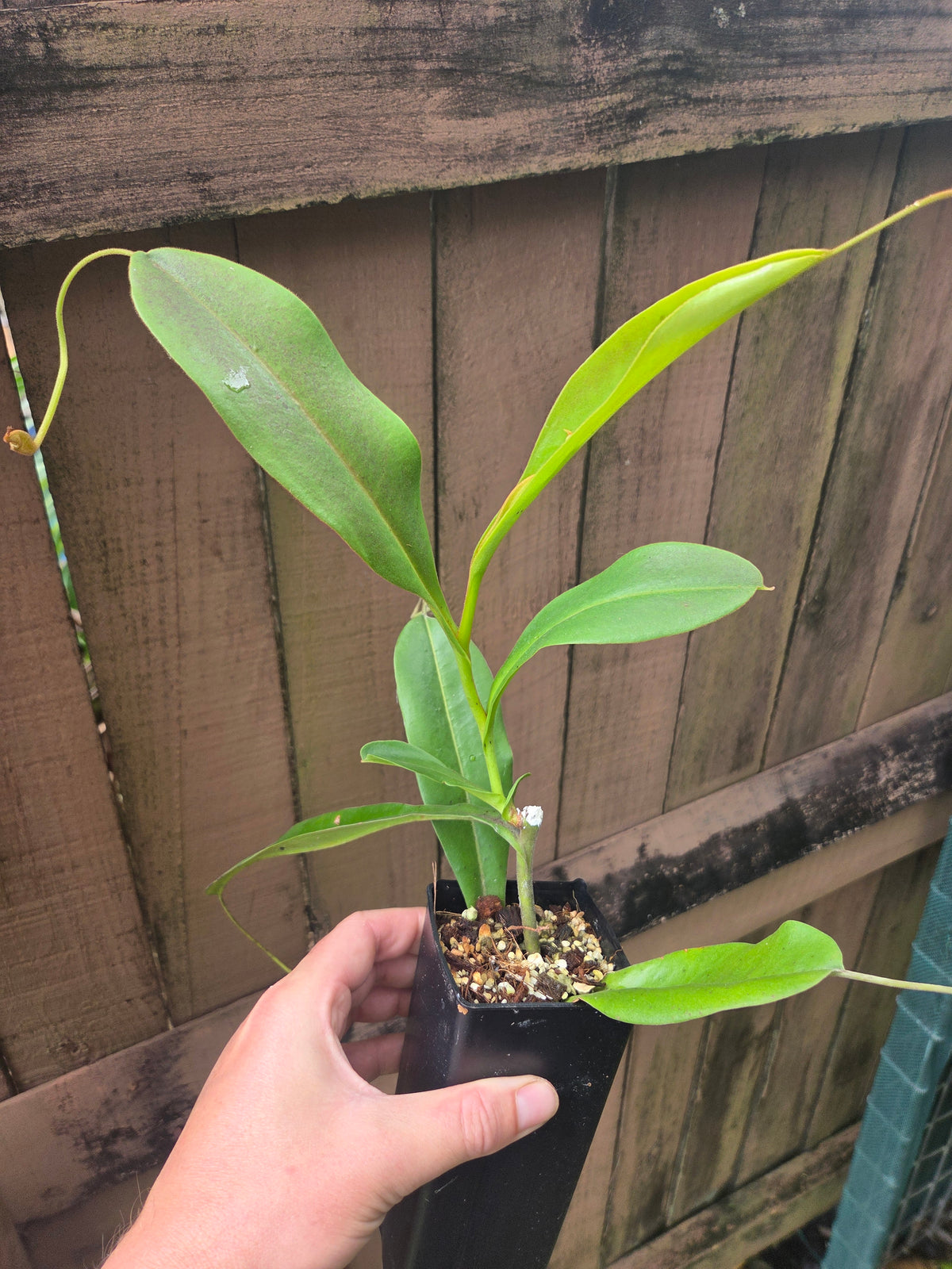 Nepenthes zakriana