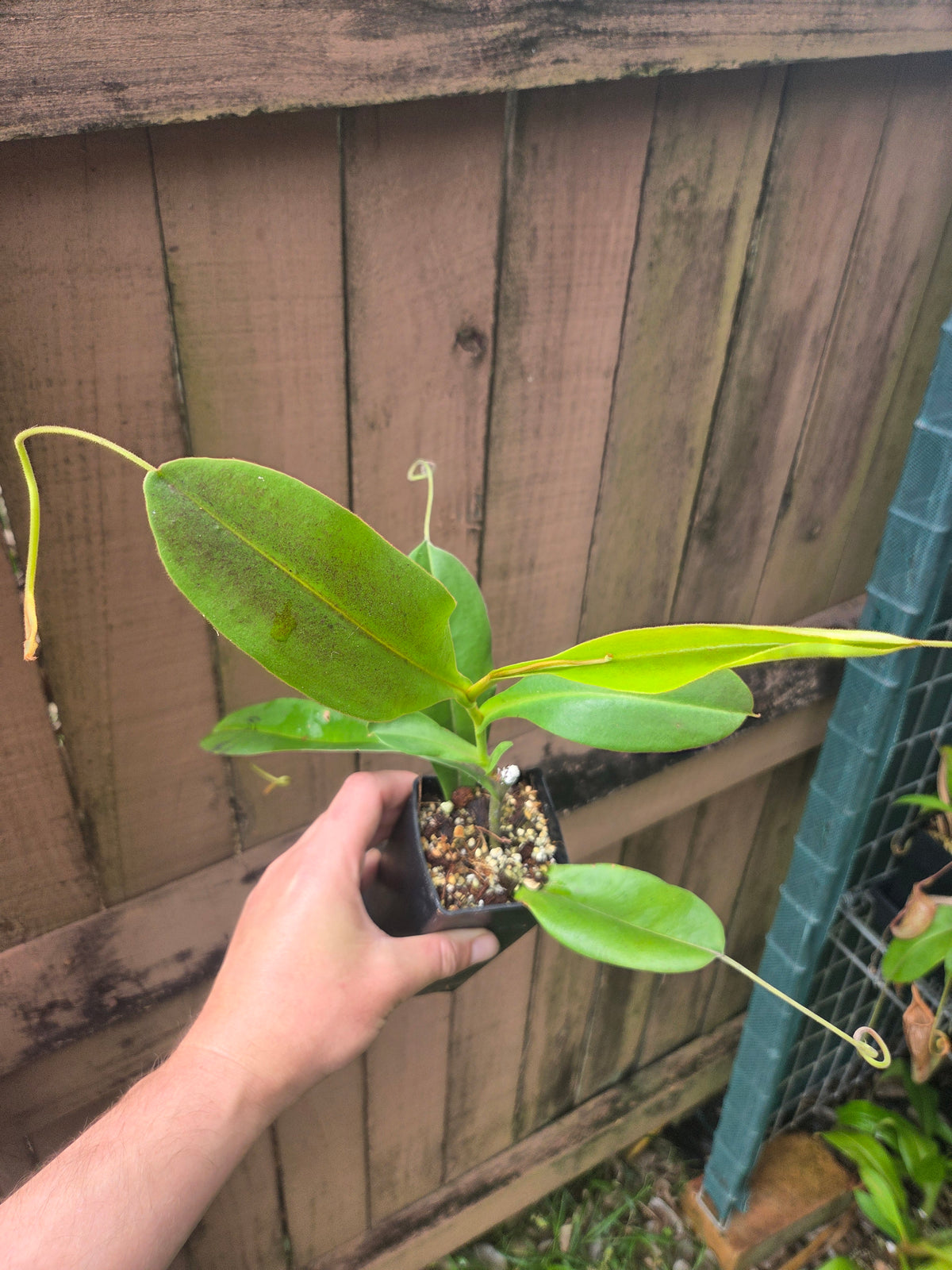 Nepenthes zakriana