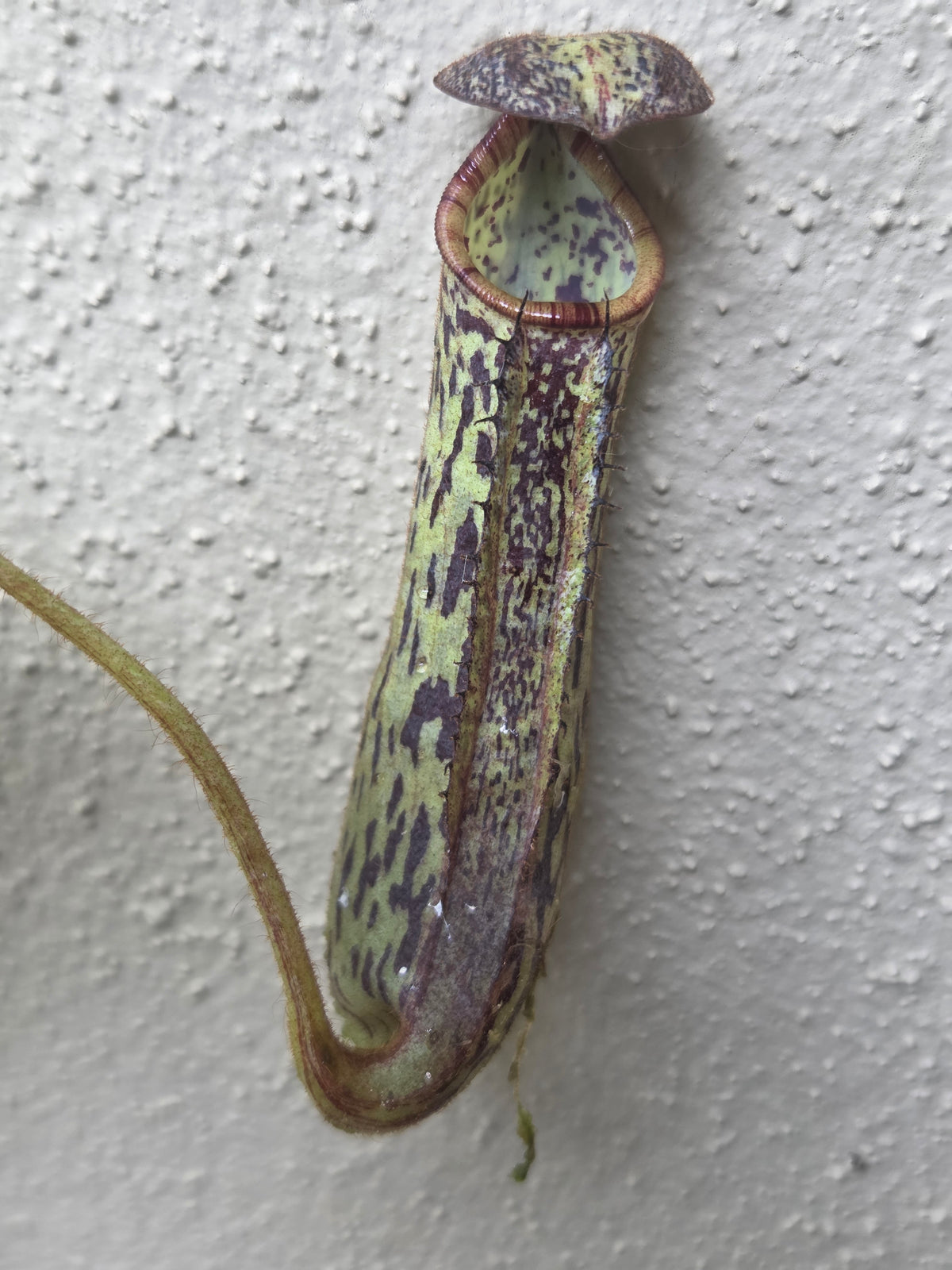 Nepenthes stenophylla