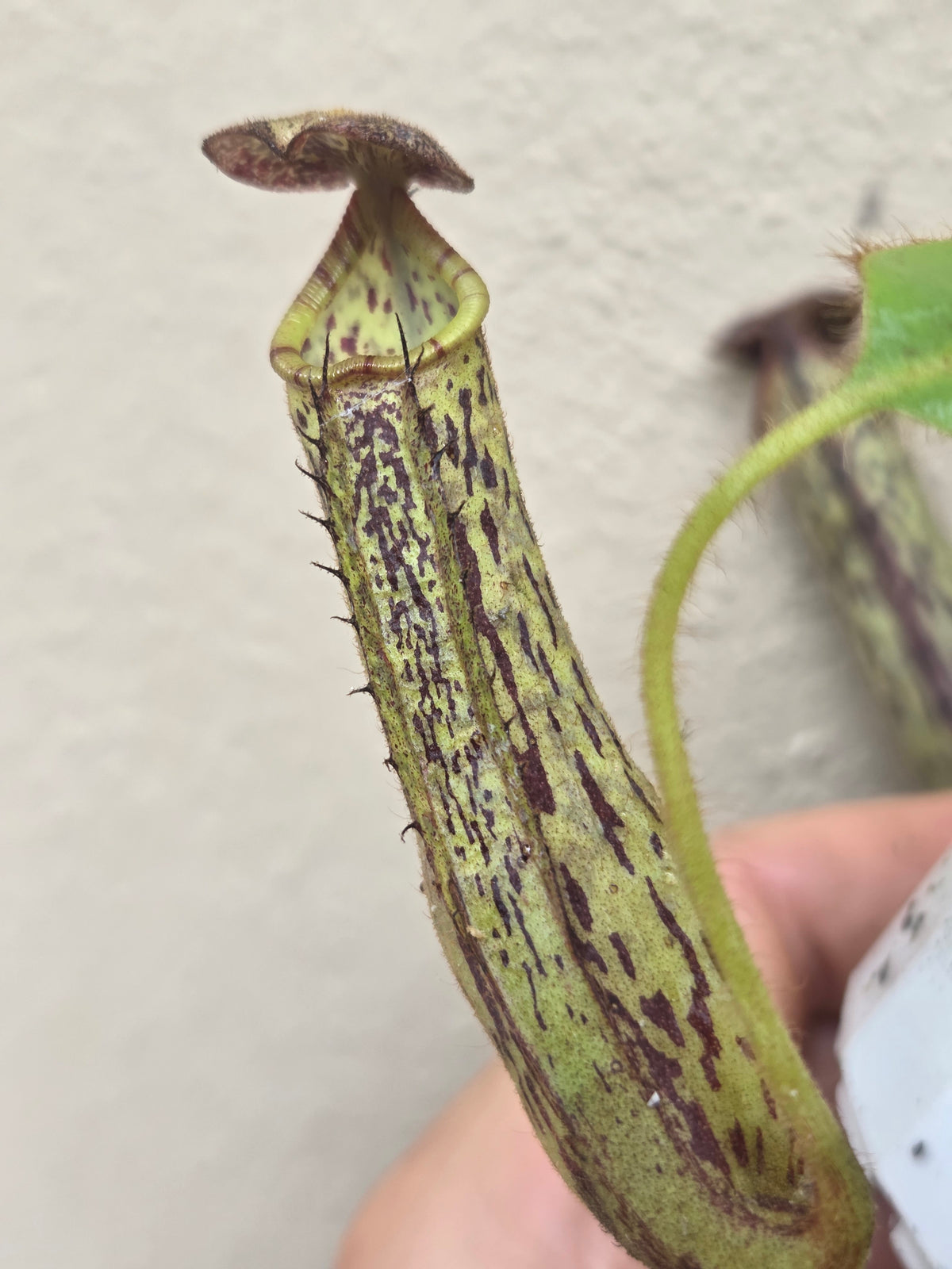 Nepenthes stenophylla