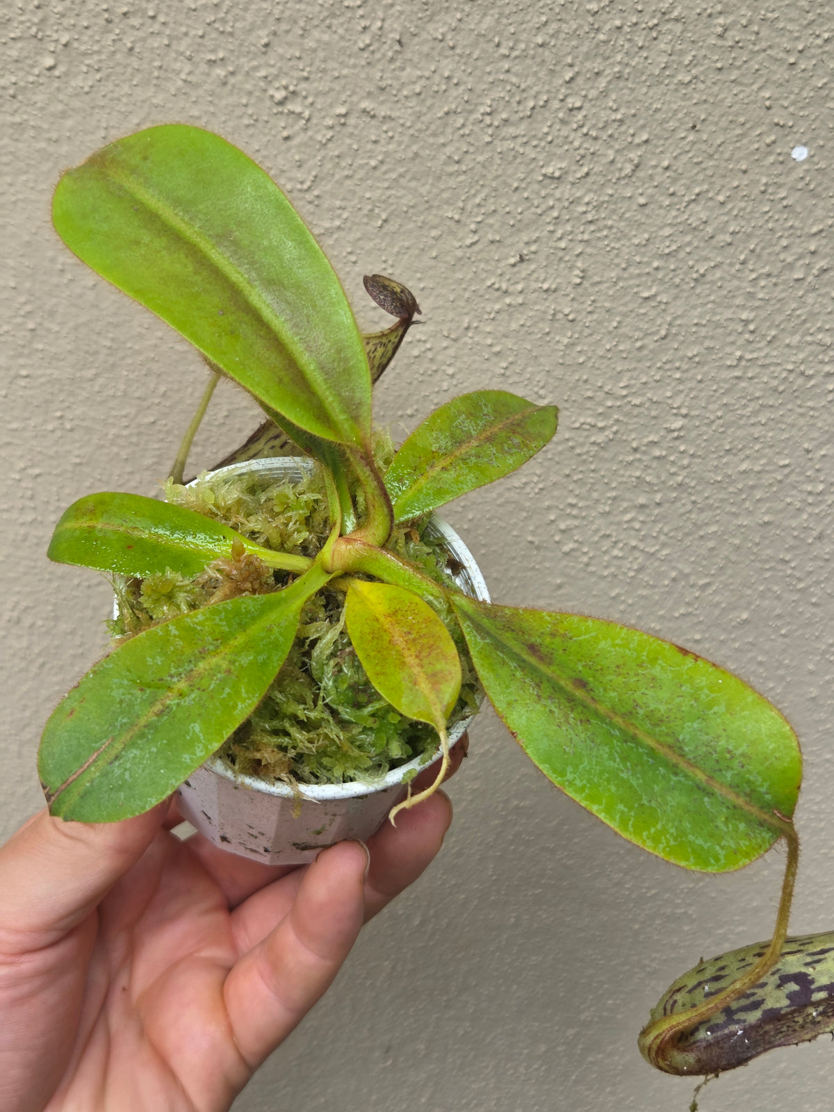 Nepenthes stenophylla