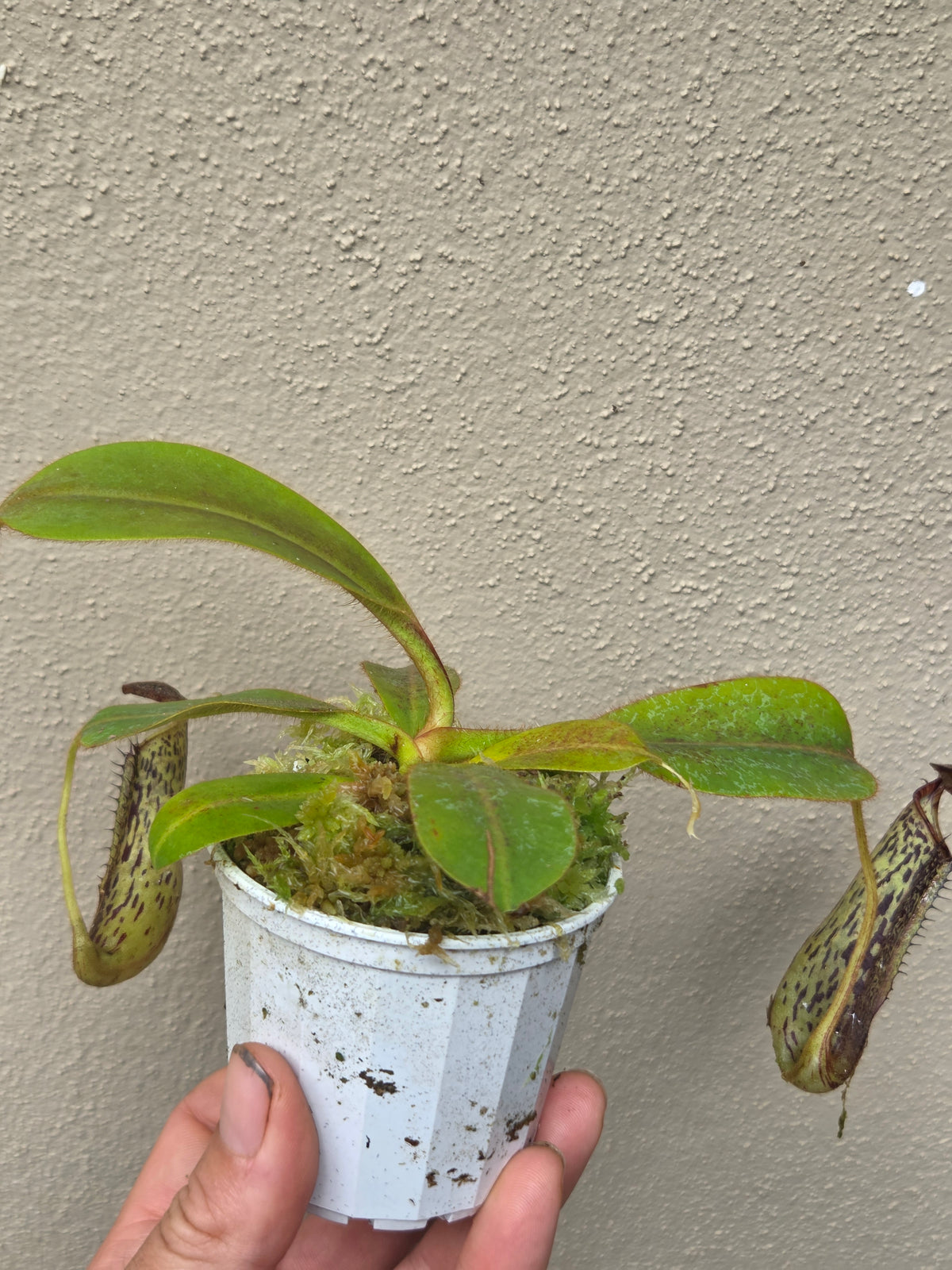 Nepenthes stenophylla