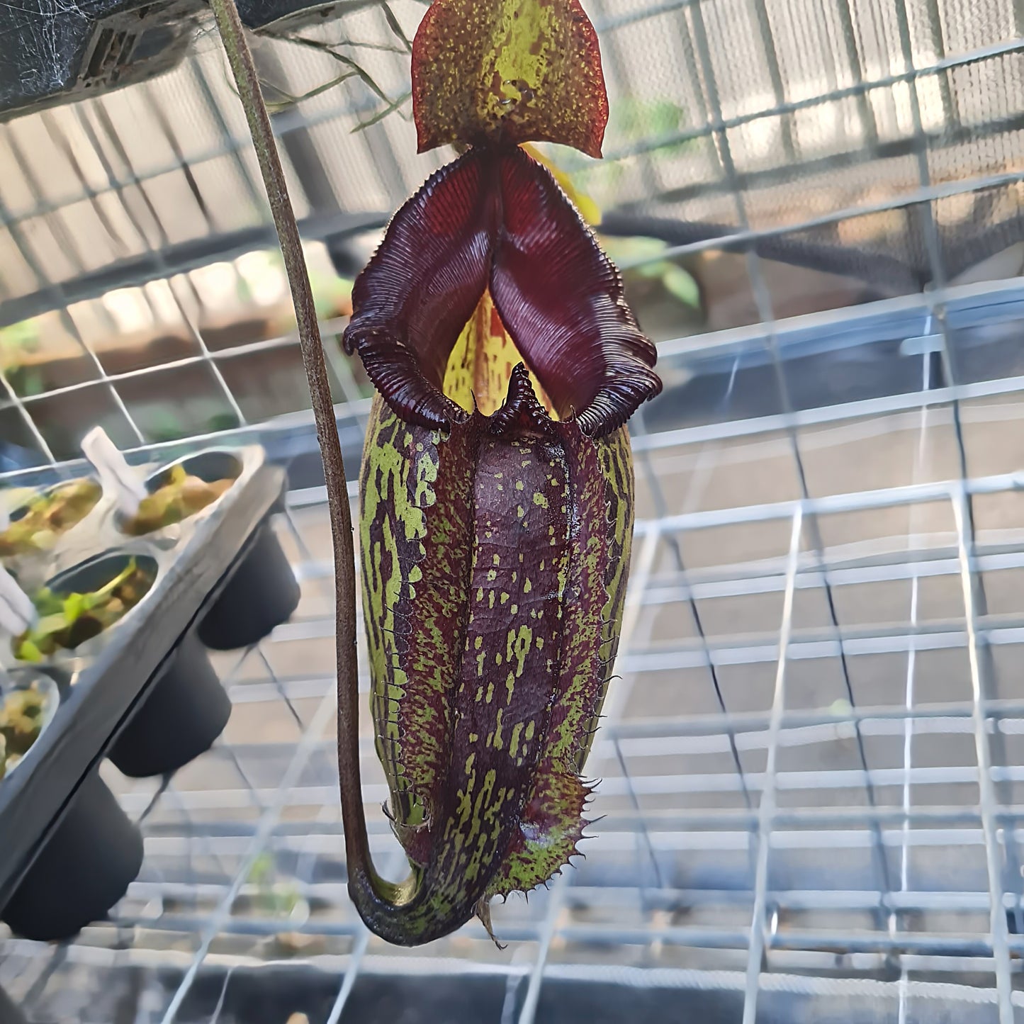 Nepenthes 'Lady Pauline'