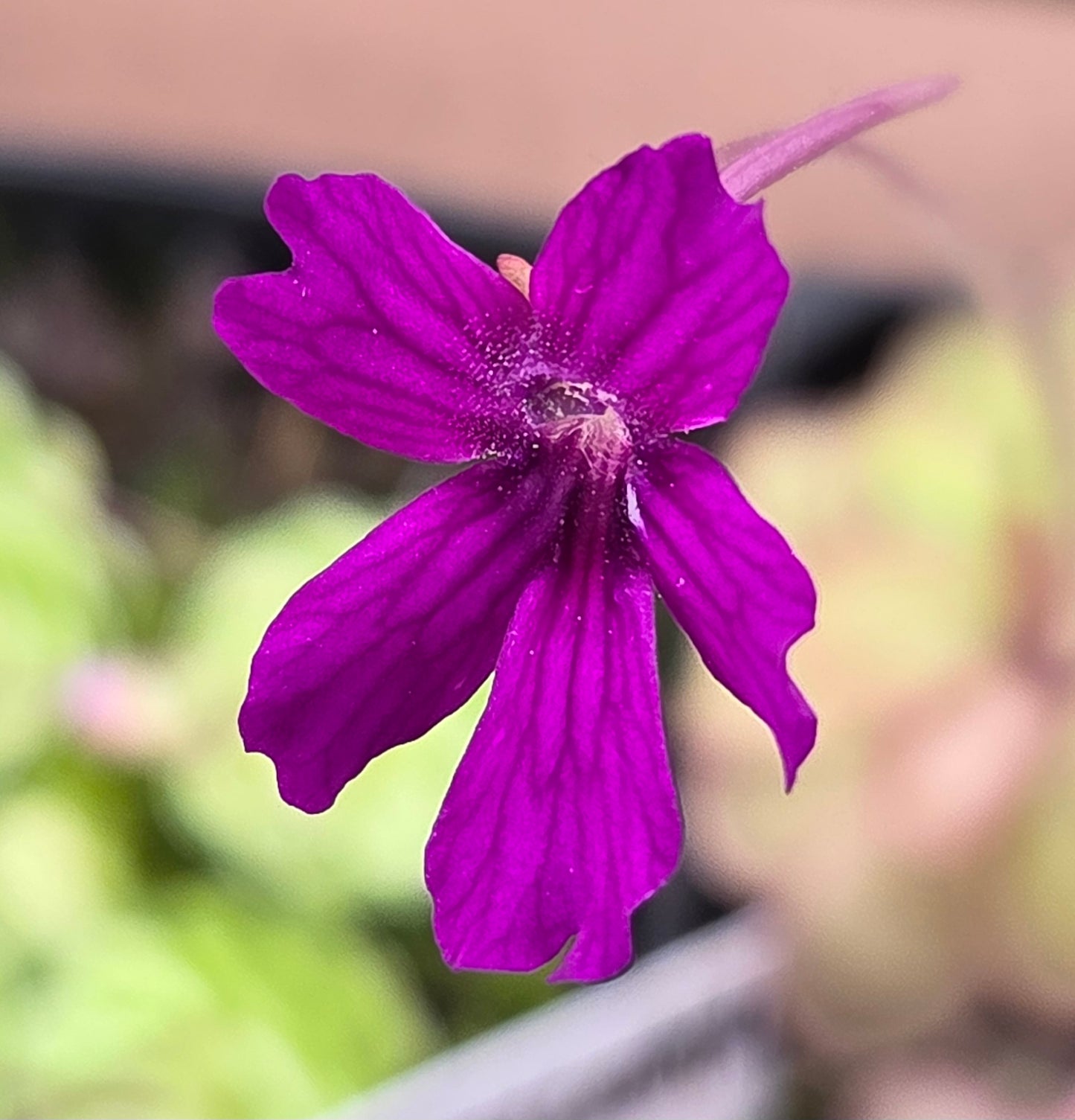 Pinguicula emarginata x hemiepiphytica