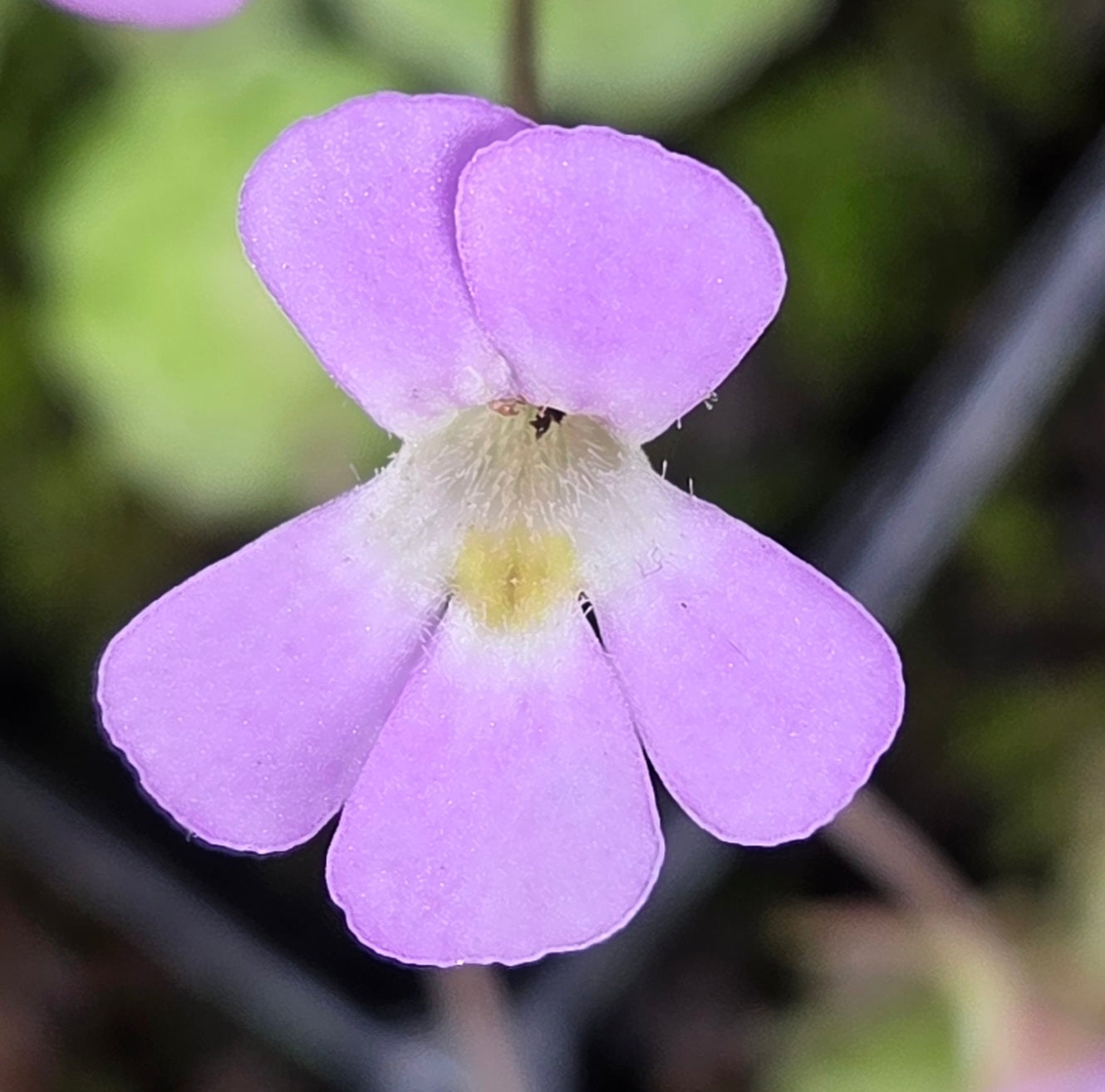 Pinguicula esseriana