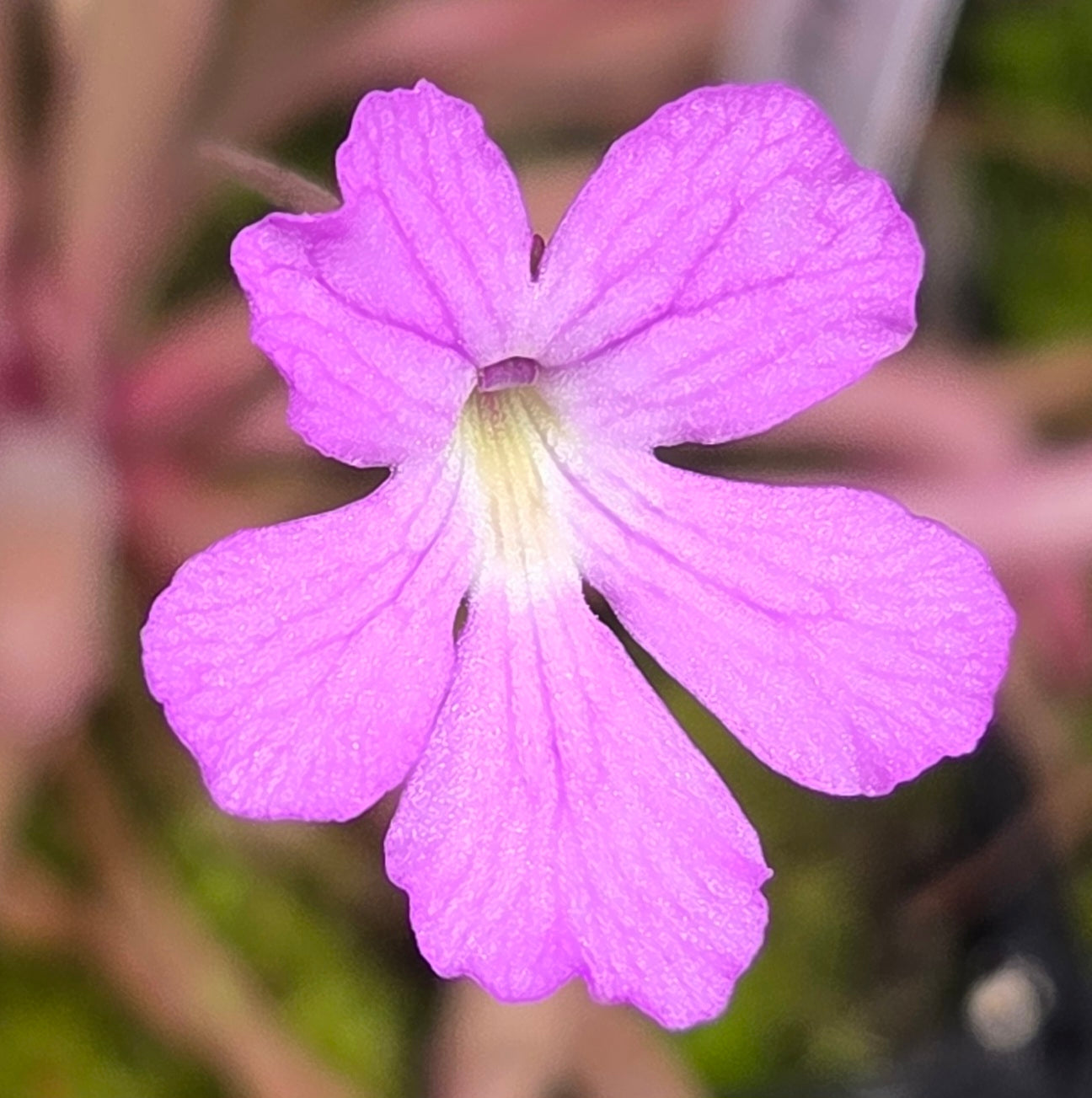 Pinguicula 'Down Under'