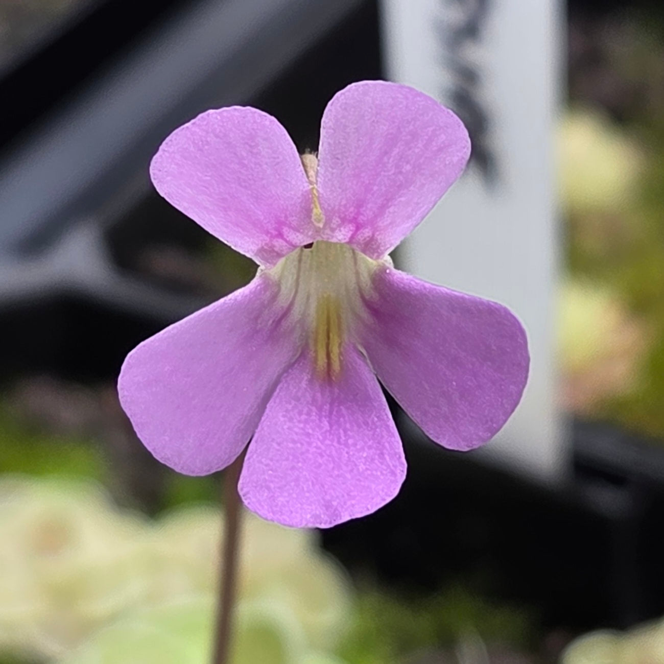 Pinguicula ehlersiae