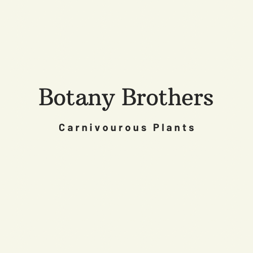 Botany Brothers 
