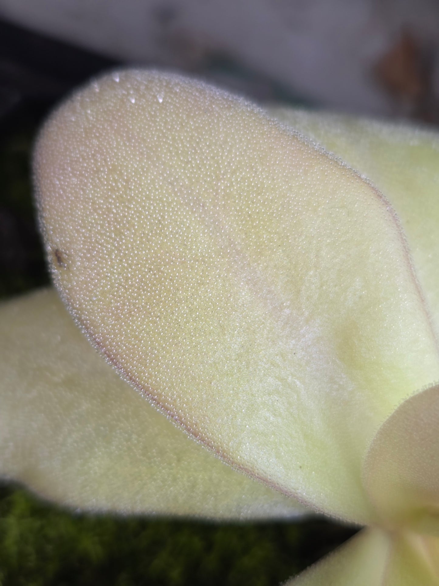 Pinguicula gigantea (Small)