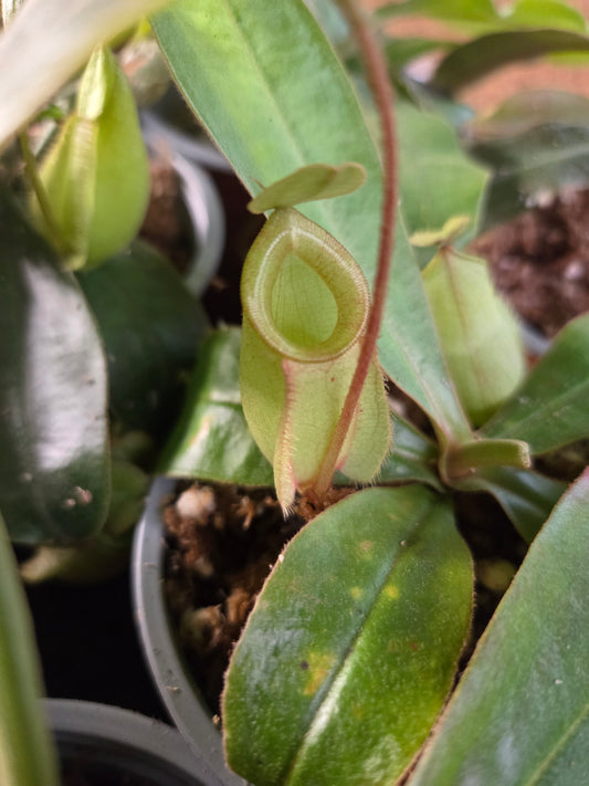 Nepenthes (viking x rafflesiana) x ampullaria (Small)