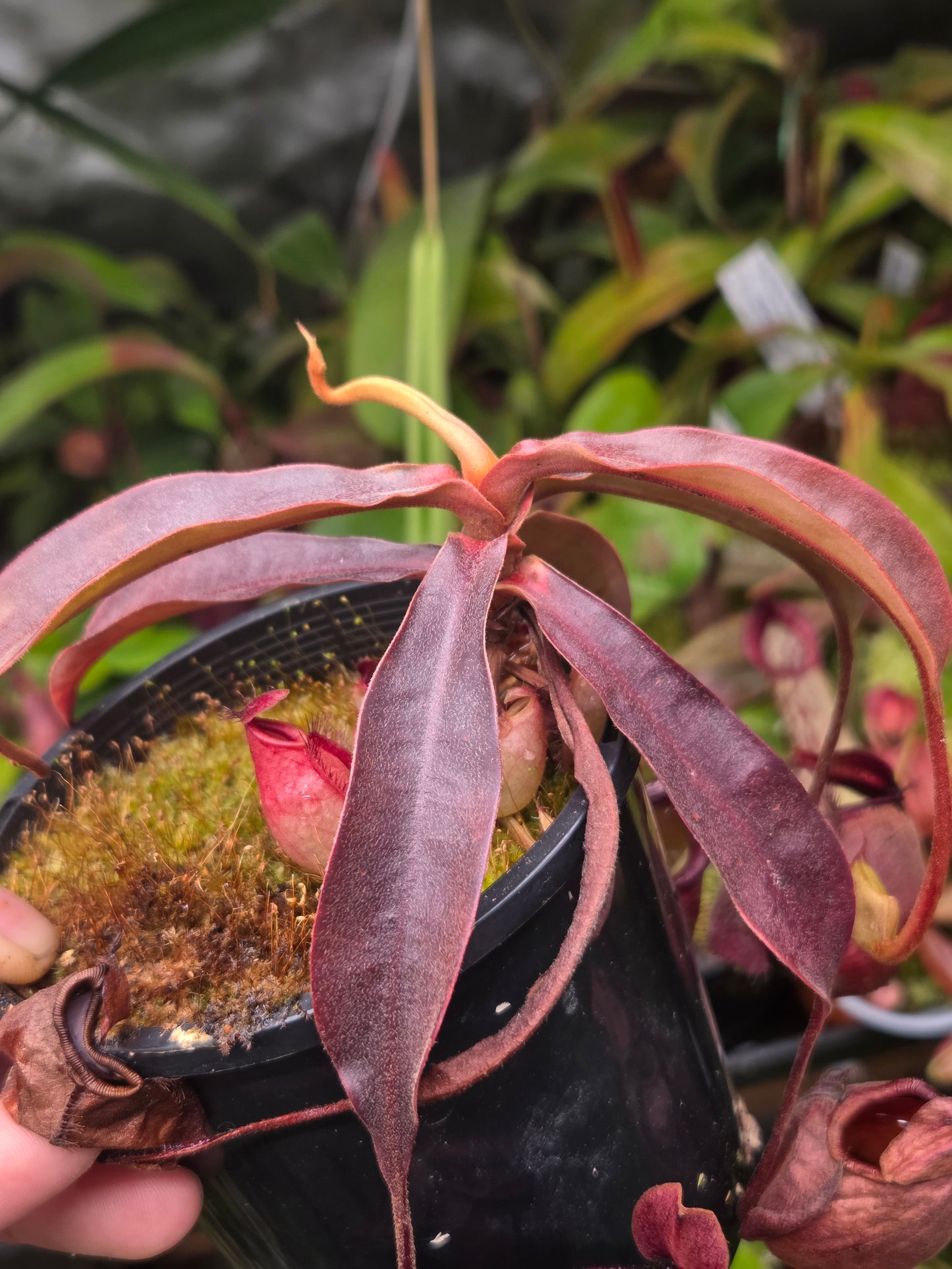 Nepenthes viking x ampullaria 'Black Miracle' - Medium