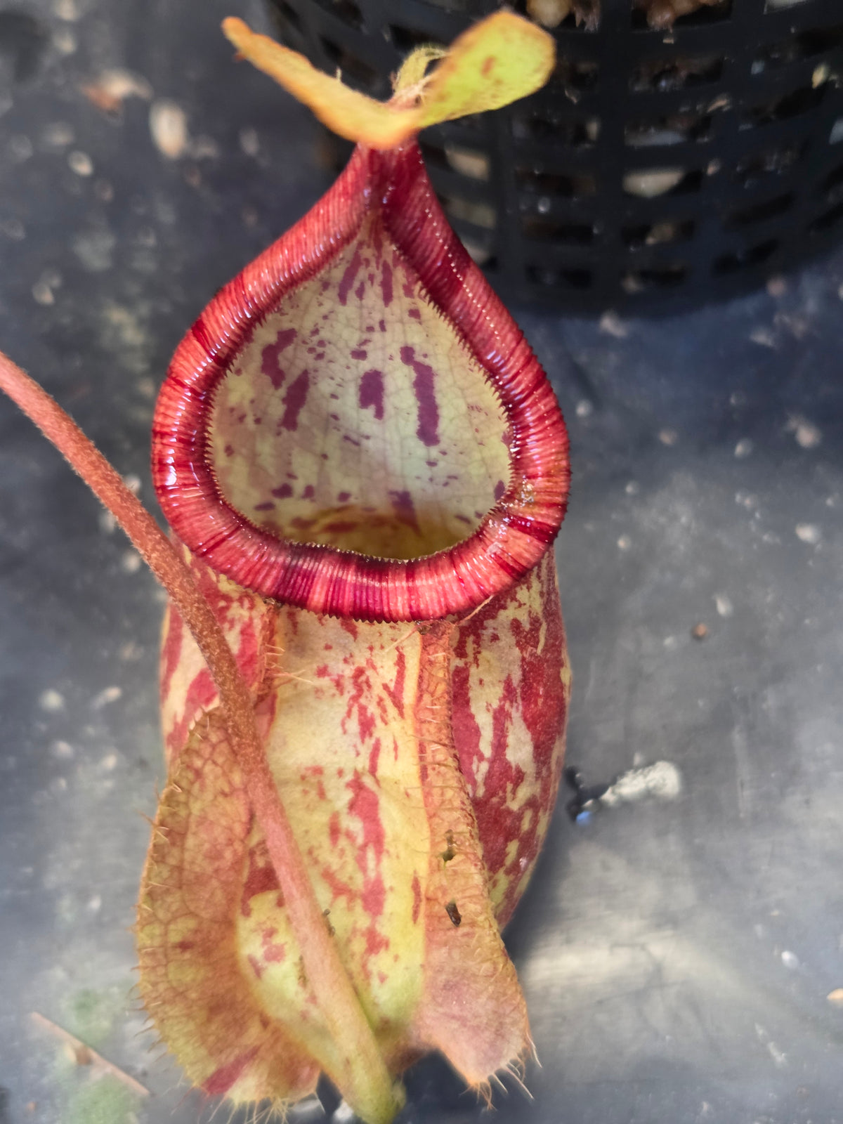 Nepenthes (viking x ampullaria) x 'Hookeriana'