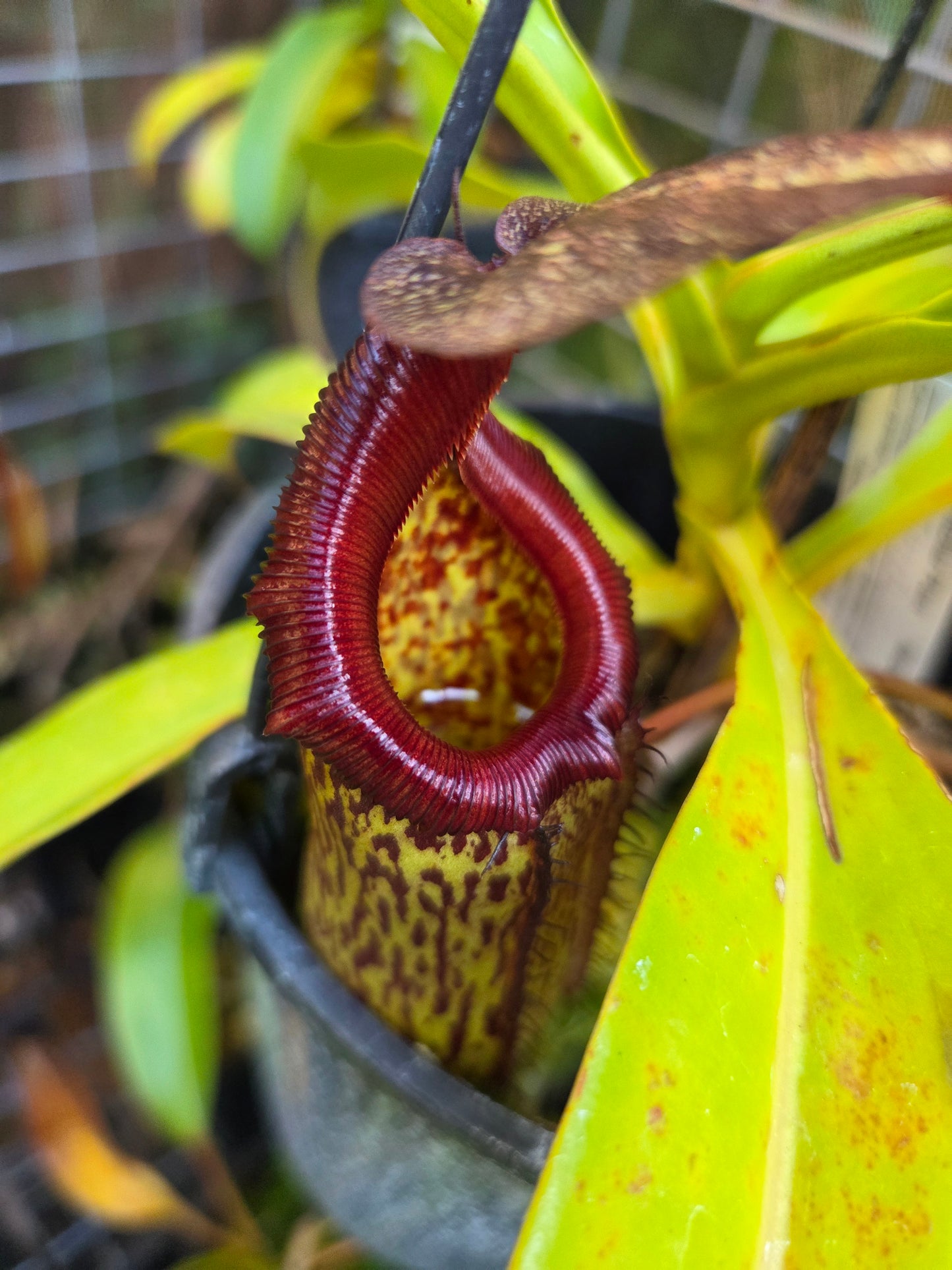 Nepenthes 'Gothica'