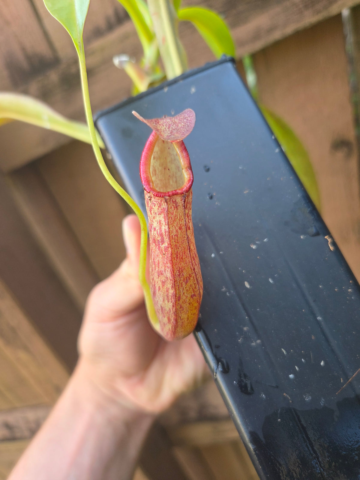 Nepenthes spathulata x ventricosa