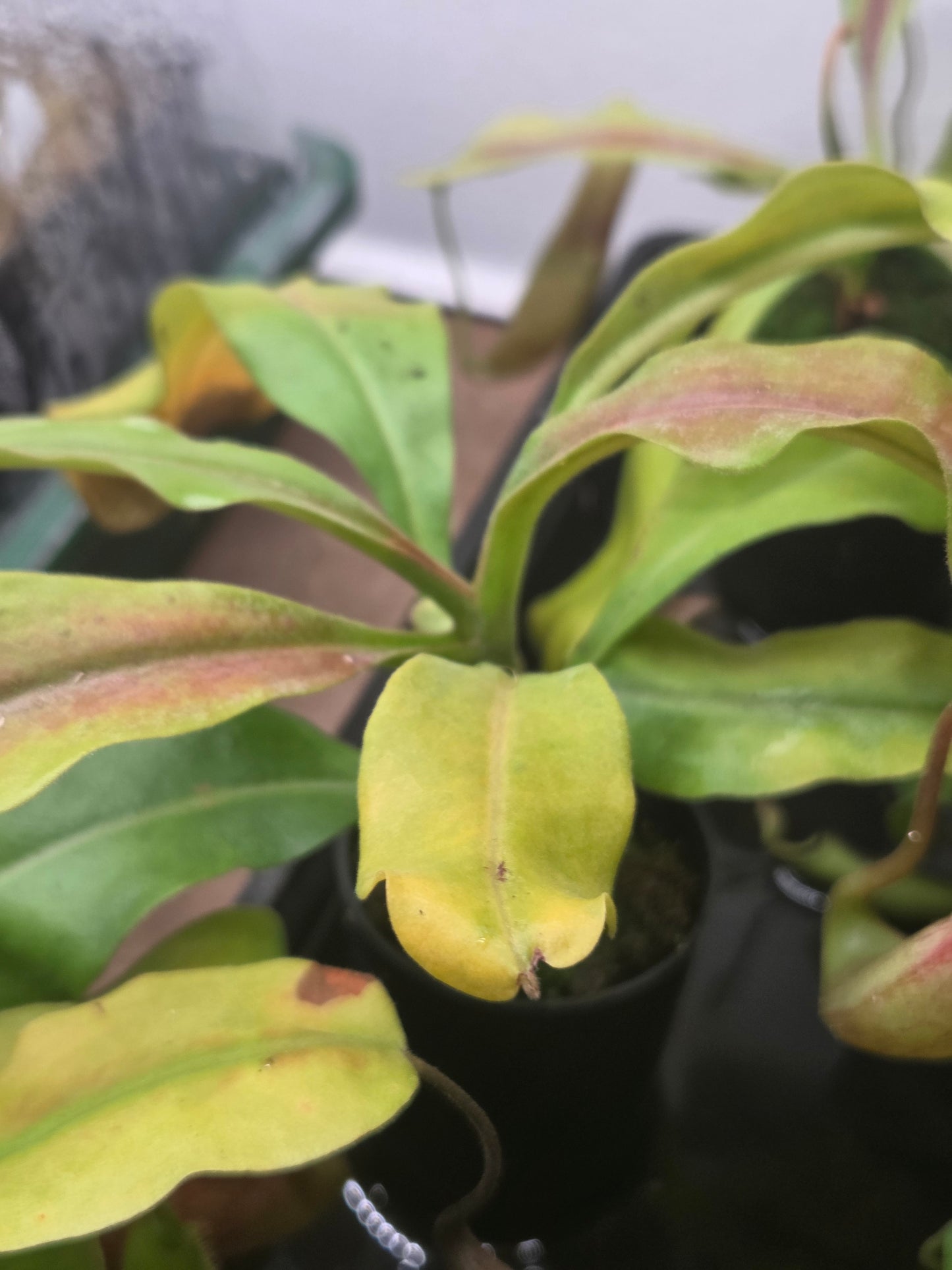 Nepenthes maxima (Red variant)
