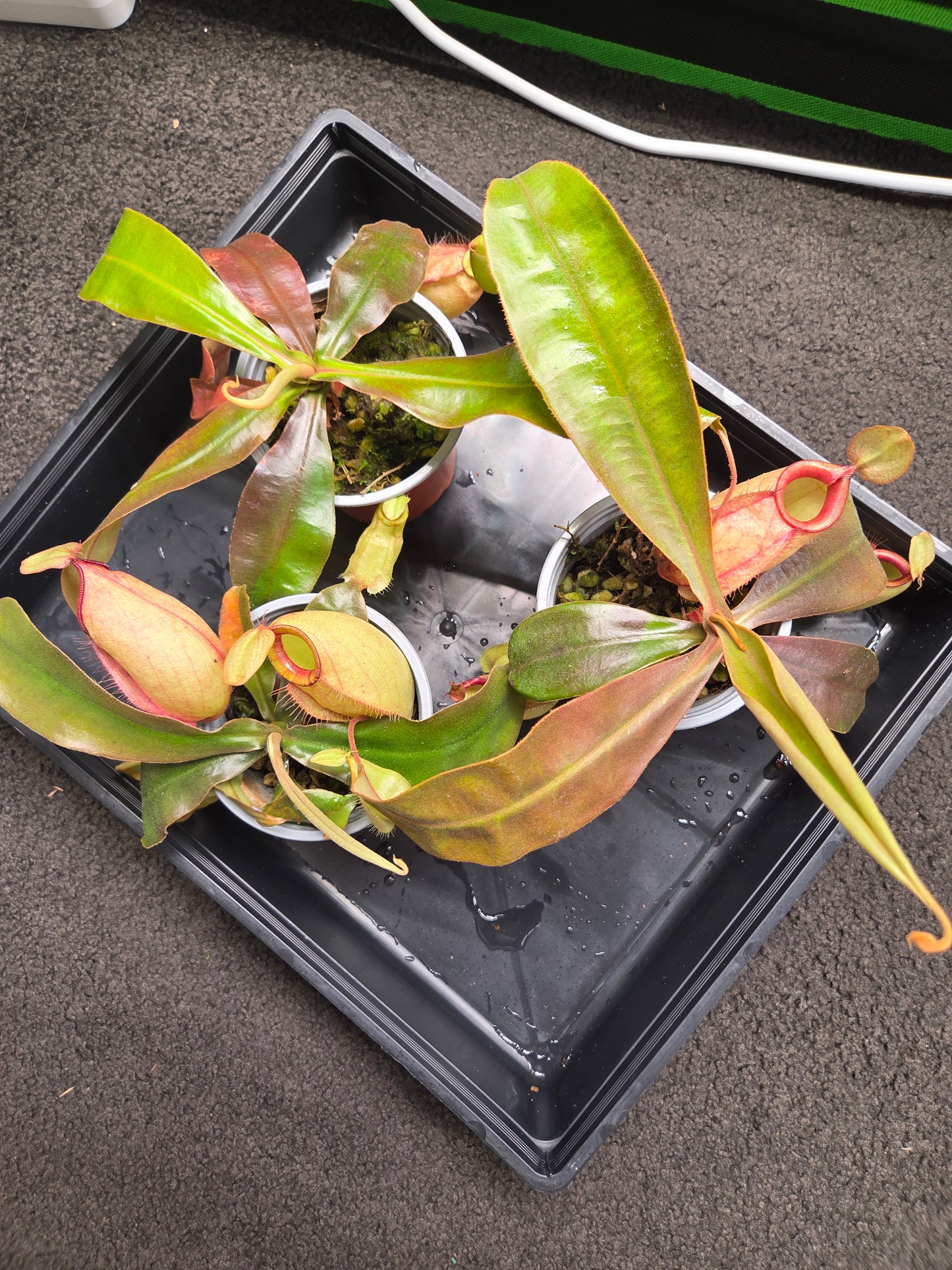 Nepenthes (viking x rafflesiana) x ampullaria