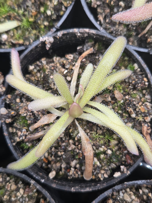Pinguicula moctezumae x moranensis (f. flos-mulionis) (Small)
