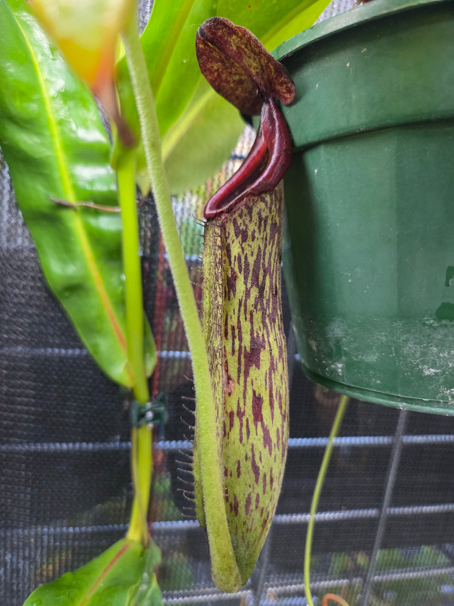 Nepenthes (glandulifera x boschiana) x LVB